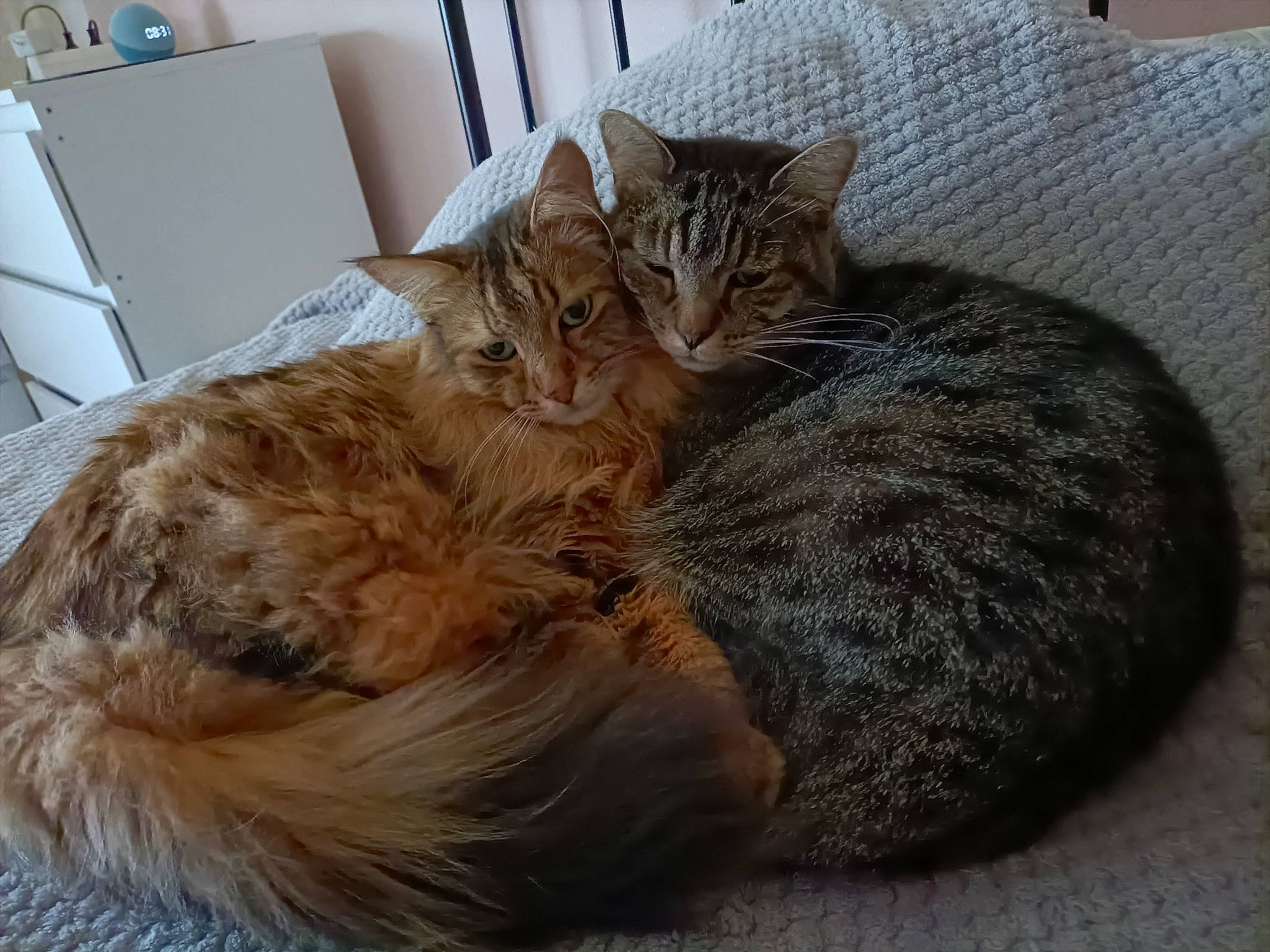 Léon participe au concours pour gagner de l'argent avec cette photo : bed, box, carnivore, cat, cat_bed, chair, claw, comfort, couch, domestic_short_haired_cat, fawn, felidae, fur, paper_towel, paw, small_to_medium_sized_cats, snout, tail, terrestrial_animal, whiskers