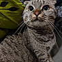 animal, blanket, cat, close_up, cozy, curious, cushion, cute, ears, eyes, fur, indoor, mammal, pet, portrait, sitting, striped, tabby, texture, whiskers