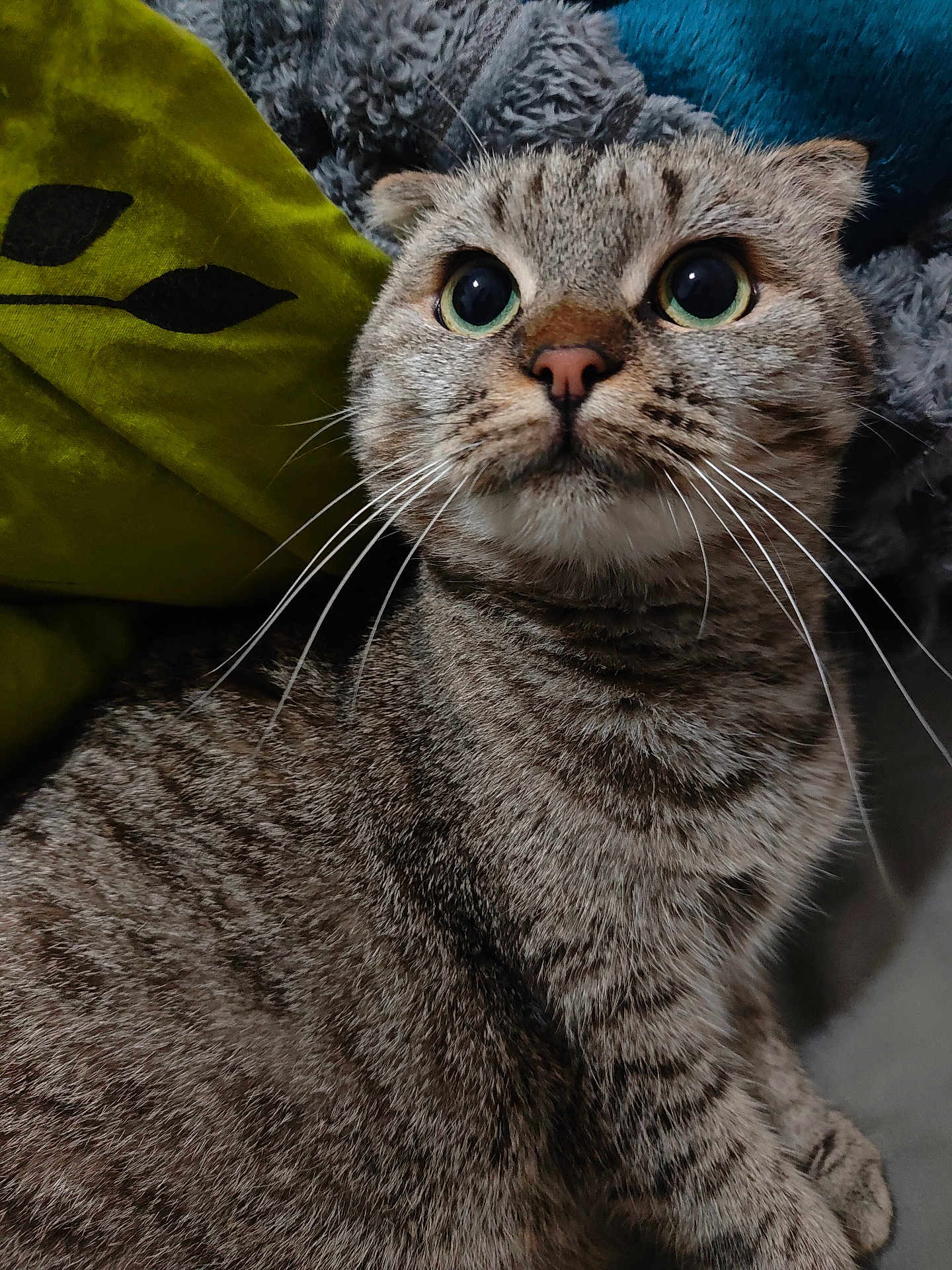 Aiina a rejoint le concours — aidez-le/la à gagner de superbes lots ! animal, blanket, cat, close_up, cozy, curious, cushion, cute, ears, eyes, fur, indoor, mammal, pet, portrait, sitting, striped, tabby, texture, whiskers