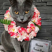 Pompon participe au concours pour gagner de l'argent avec cette photo : cat, gray_cat, feline, portrait, sitting, flowers, flower_collar, lei, pink_flowers, white_flowers, yellow_eyes, pointed_ears, whiskers, indoor, stone_wall, brick_wall, framed_sign, french_text, pet, celebration