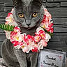 brick_wall, cat, celebration, feline, flower_collar, flowers, framed_sign, french_text, gray_cat, indoor, lei, pet, pink_flowers, pointed_ears, portrait, sitting, stone_wall, whiskers, white_flowers, yellow_eyes