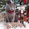Pompon participe au concours pour gagner de l'argent avec cette photo : cat, gray_cat, christmas, christmas_tree, nutcracker, holiday, ornaments, red_bow, bell, festive, presents, gift_wrapping, snowy_decor, noel_sign, portrait, sitting, pet, indoor, celebration, christmas_decorations