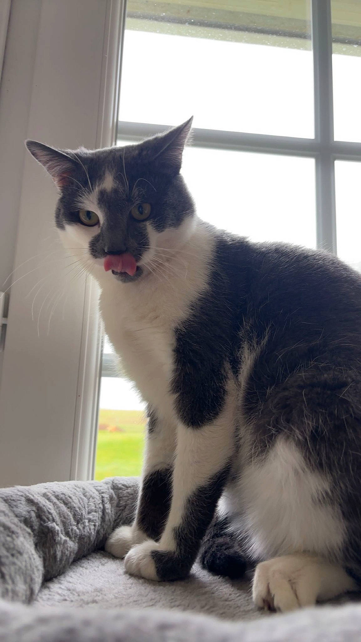 Uxo participe au concours pour gagner de l'argent avec cette photo : carnivore, cat, claw, comfort, domestic_short_haired_cat, felidae, foot, fur, grey, human_leg, paw, sitting, small_to_medium_sized_cats, snout, tail, tree, whiskers, window