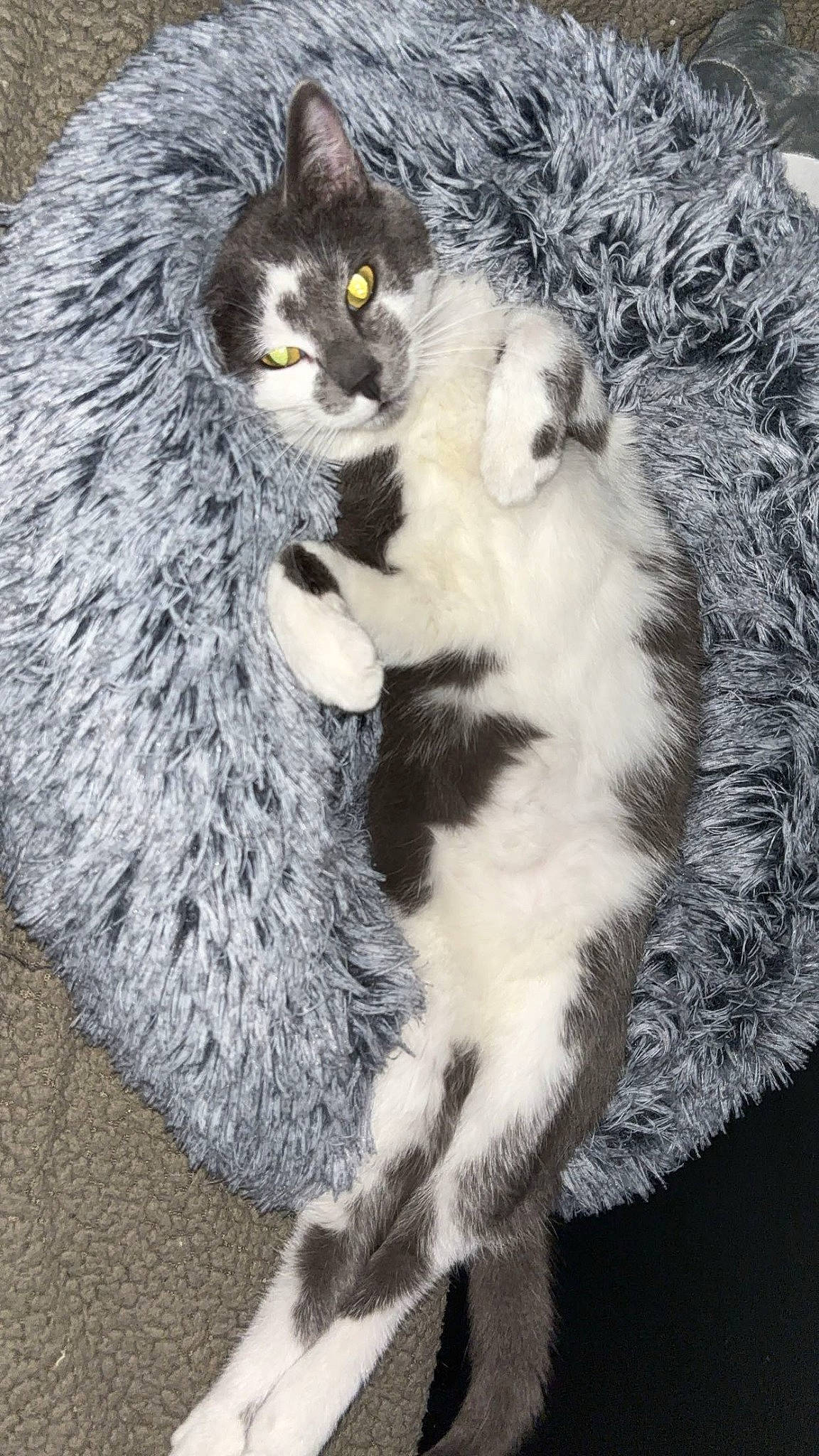 Uxo participe au concours pour gagner de l'argent avec cette photo : british_longhair, carnivore, cat, claw, domestic_short_haired_cat, felidae, fur, grey, mammal, paw, plant, sitting, small_to_medium_sized_cats, snout, tail, terrestrial_animal, tree, vertebrate, whiskers, white