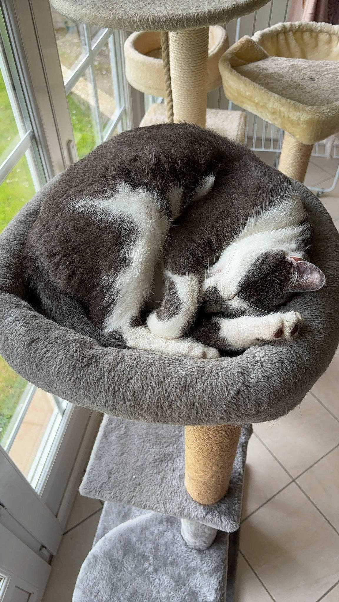 Uxo participe au concours pour gagner de l'argent avec cette photo : canidae, carnivore, cat, cat_bed, cat_supply, comfort, companion_dog, dog_breed, domestic_short_haired_cat, felidae, flooring, fur, pet_supply, small_to_medium_sized_cats, snout, sporting_group, tail, terrestrial_animal, whiskers, window