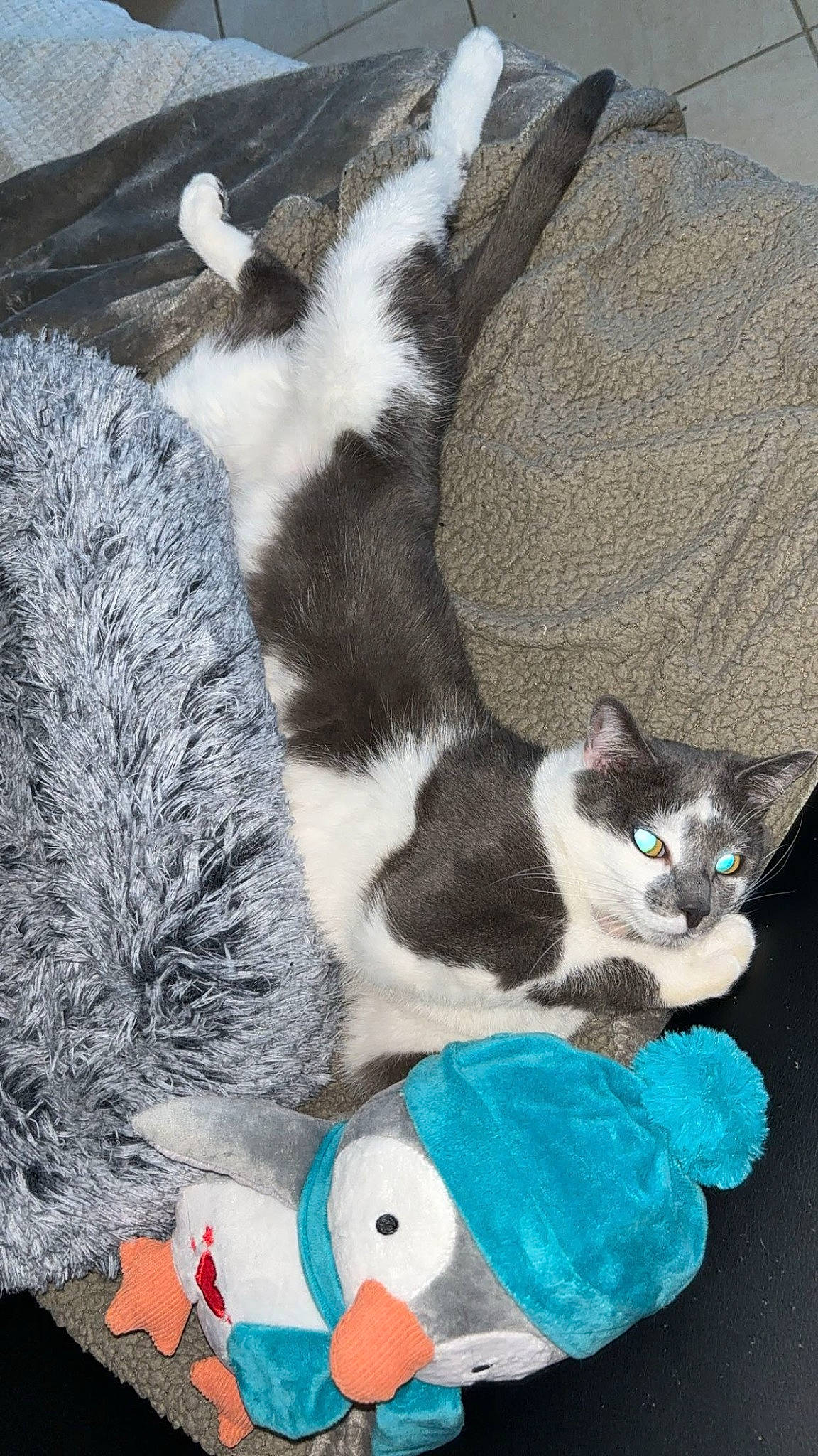 Uxo a rejoint le concours — aidez-le/la à gagner de superbes lots ! art, carnivore, cat, claw, comfort, domestic_short_haired_cat, felidae, foot, fur, grass, paw, small_to_medium_sized_cats, snout, tail, toy, whiskers, wood, wool