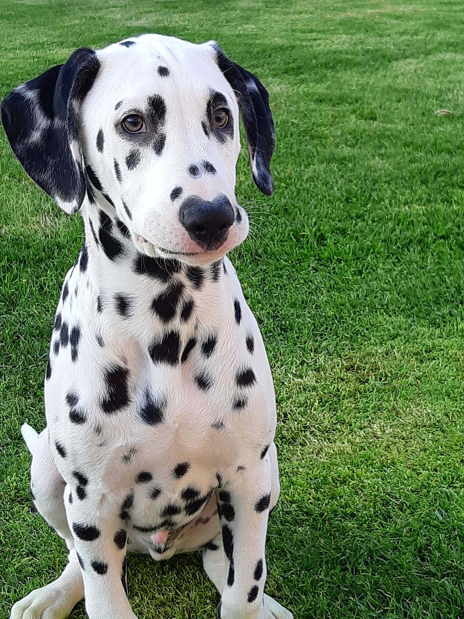 Orace a rejoint le concours — aidez-le/la à gagner de superbes lots ! canidae, carnivore, companion_dog, dalmatian, dog, dog_breed, grass, mammal, non_sporting_group, snout, sporting_group, vertebrate