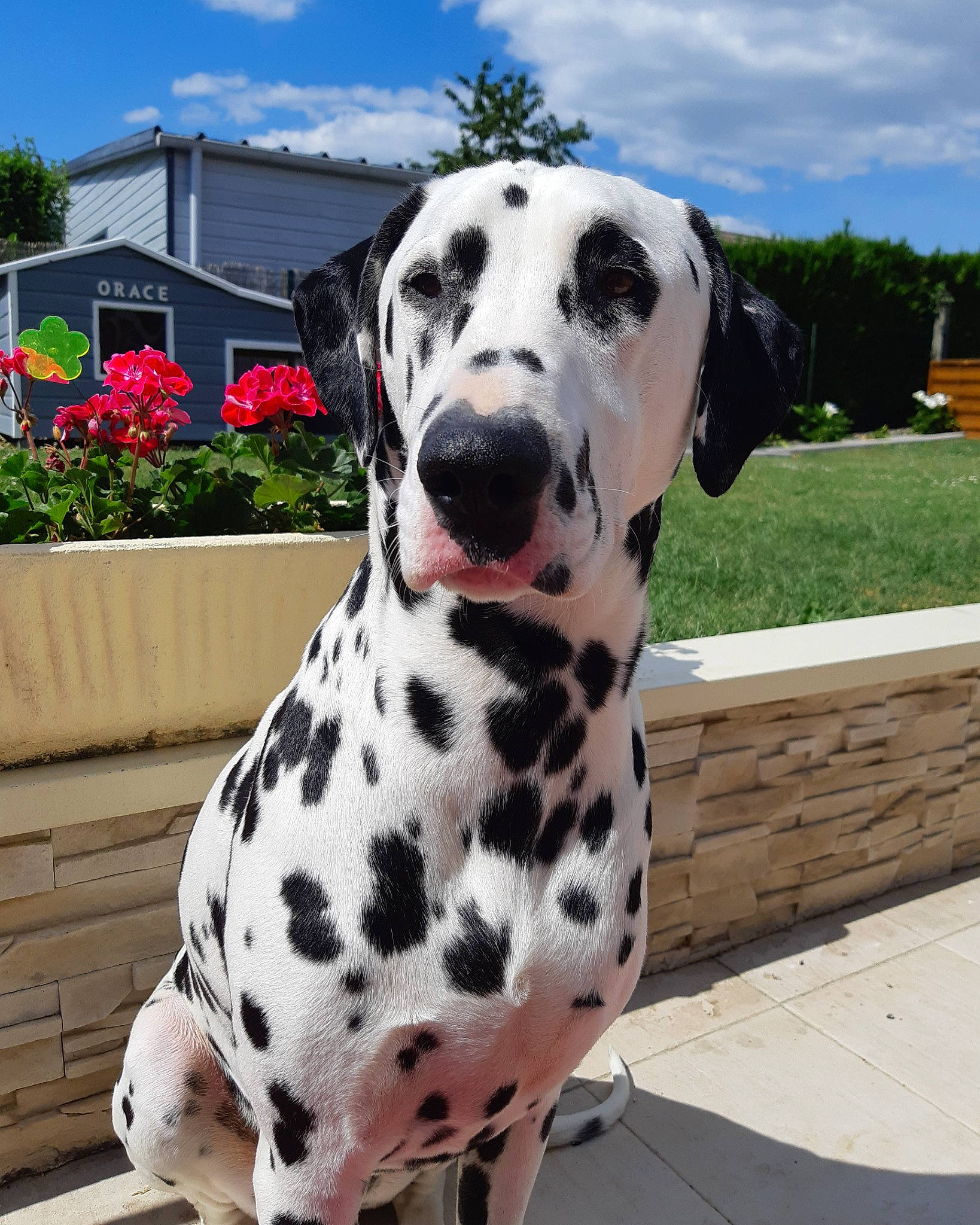Orace a rejoint le concours — aidez-le/la à gagner de superbes lots ! canidae, carnivore, companion_dog, dalmatian, dog, dog_breed, fawn, mammal, non_sporting_group, snout, sporting_group, vertebrate