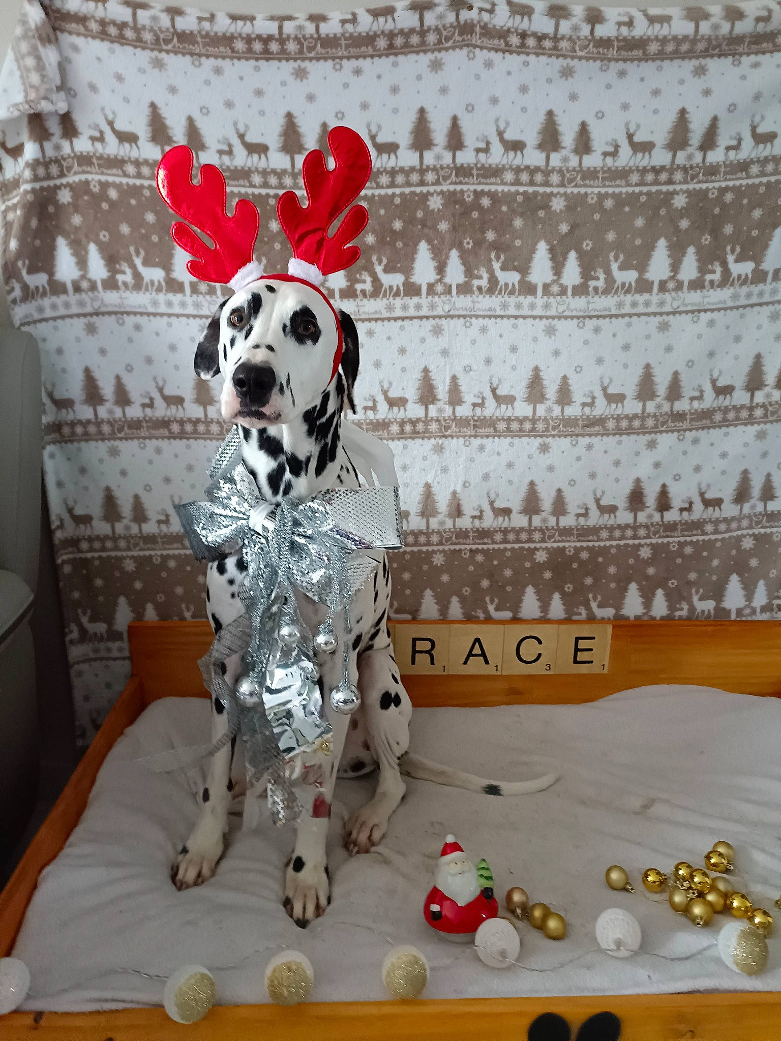 Orace a rejoint le concours — aidez-le/la à gagner de superbes lots ! art, canidae, carmine, carnivore, companion_dog, couch, dalmatian, dog, dog_breed, fawn, flooring, grey, pattern, snout, sporting_group, stuffed_toy, toy, white, wood, working_animal