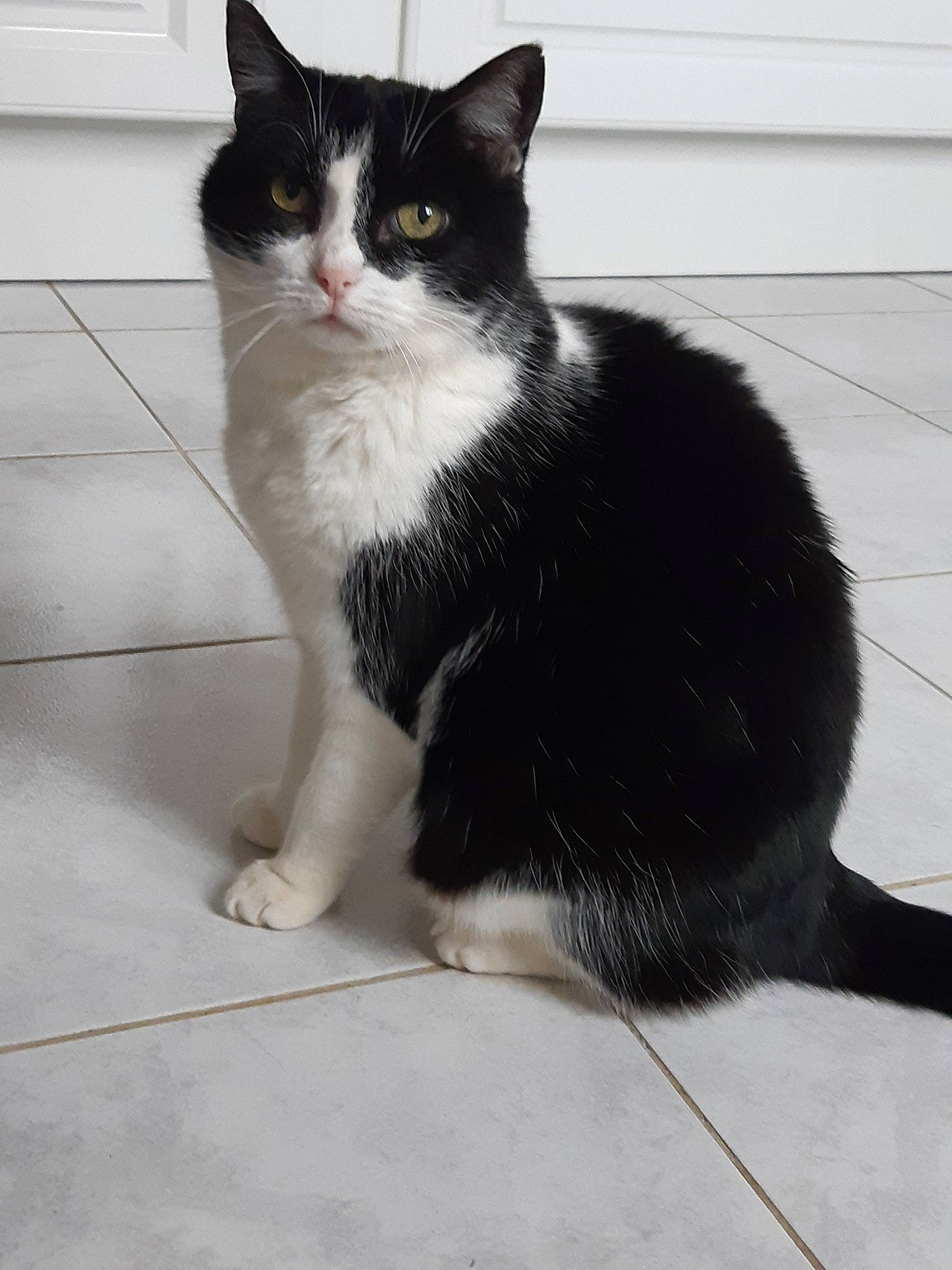 Caline a rejoint le concours — aidez-le/la à gagner de superbes lots ! american_wirehair, black_and_white, black_cat, carnivore, cat, cymric, domestic_long_haired_cat, domestic_short_haired_cat, european_shorthair, felidae, fur, kitten, mammal, norwegian_forest_cat, polydactyl_cat, small_to_medium_sized_cats, snout, tail, vertebrate, whiskers