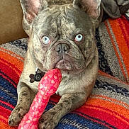 Skye is registered to the contest to win money with this photo: french_bulldog, dog, blue_eyes, toy, pink_bone, blanket, striped_blanket, brown_fur, pet, indoor, cute, animal, canine, paw, ears, portrait, looking_at_camera, sitting, furniture, home