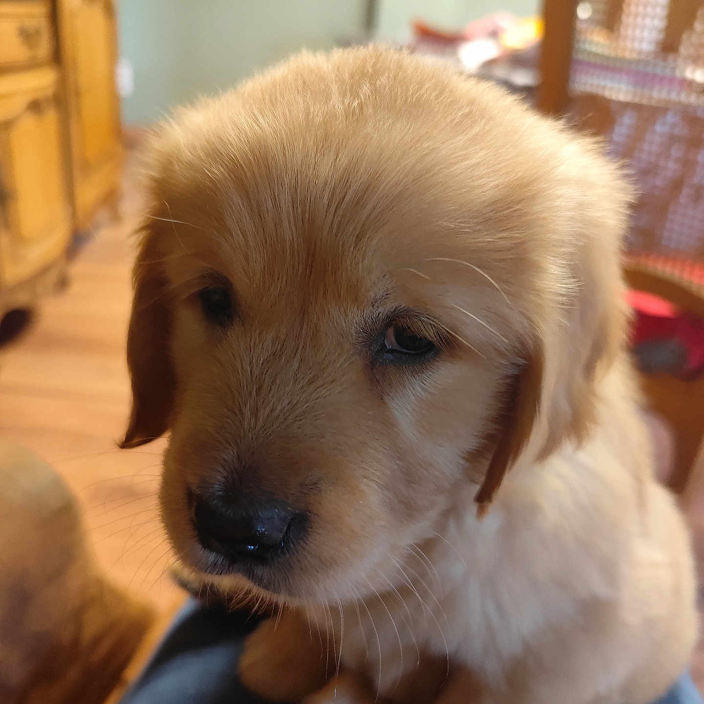 Calysse a rejoint le concours — aidez-le/la à gagner de superbes lots ! animal, canine, closeup, cozy, cute, dog, ears, floor, furry, golden_retriever, indoor, nose, pet, portrait, puppy, sitting, soft, whiskers, wooden_furniture, young