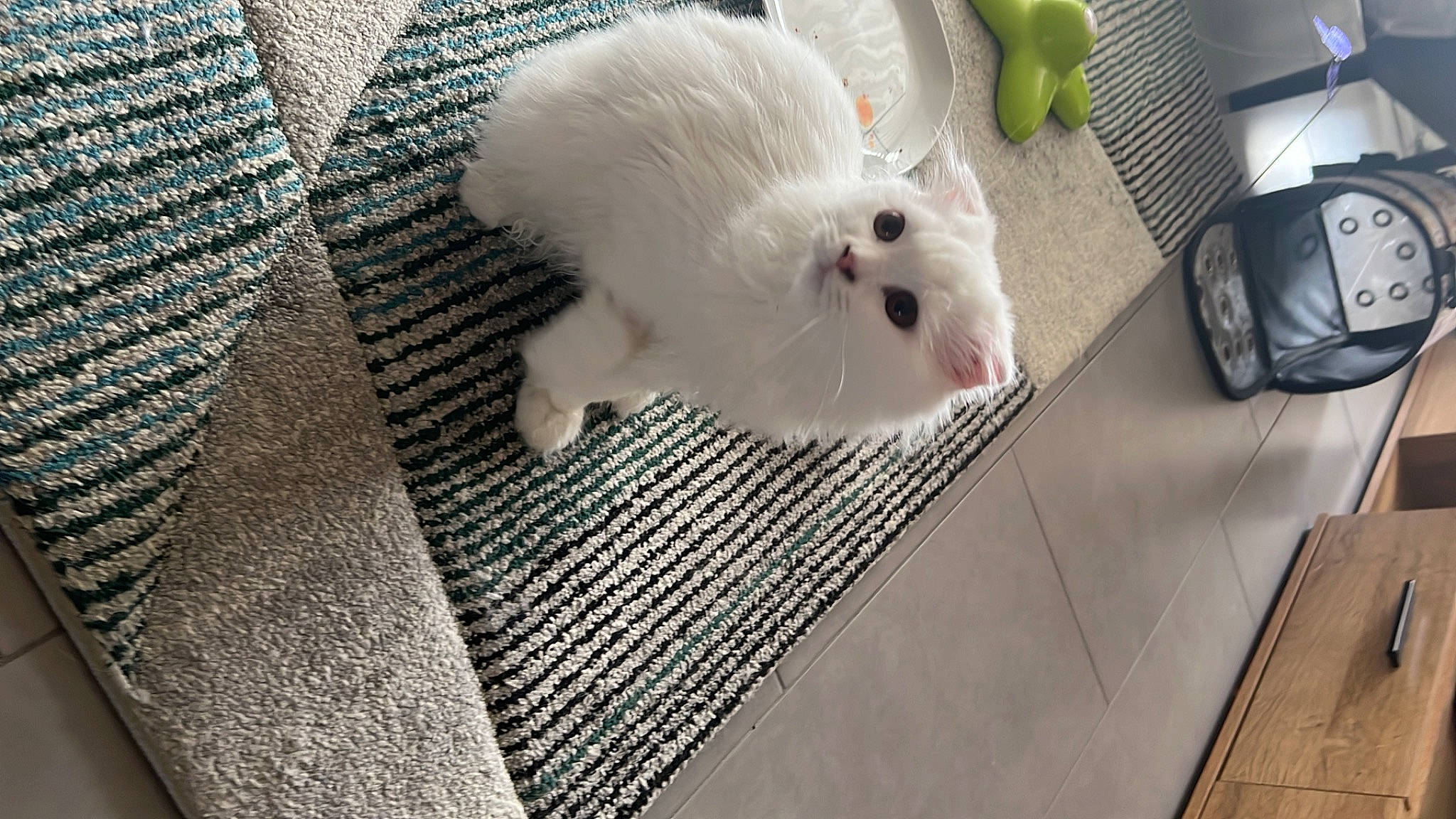 Le Grinch participe au concours pour gagner de l'argent avec cette photo : arctic_hare, canidae, claw, companion_dog, domestic_rabbit, fawn, felidae, flooring, fur, hare, pattern, rabbit, rabbits_and_hares, rodent, room, small_to_medium_sized_cats, snout, sports_equipment, tail, whiskers