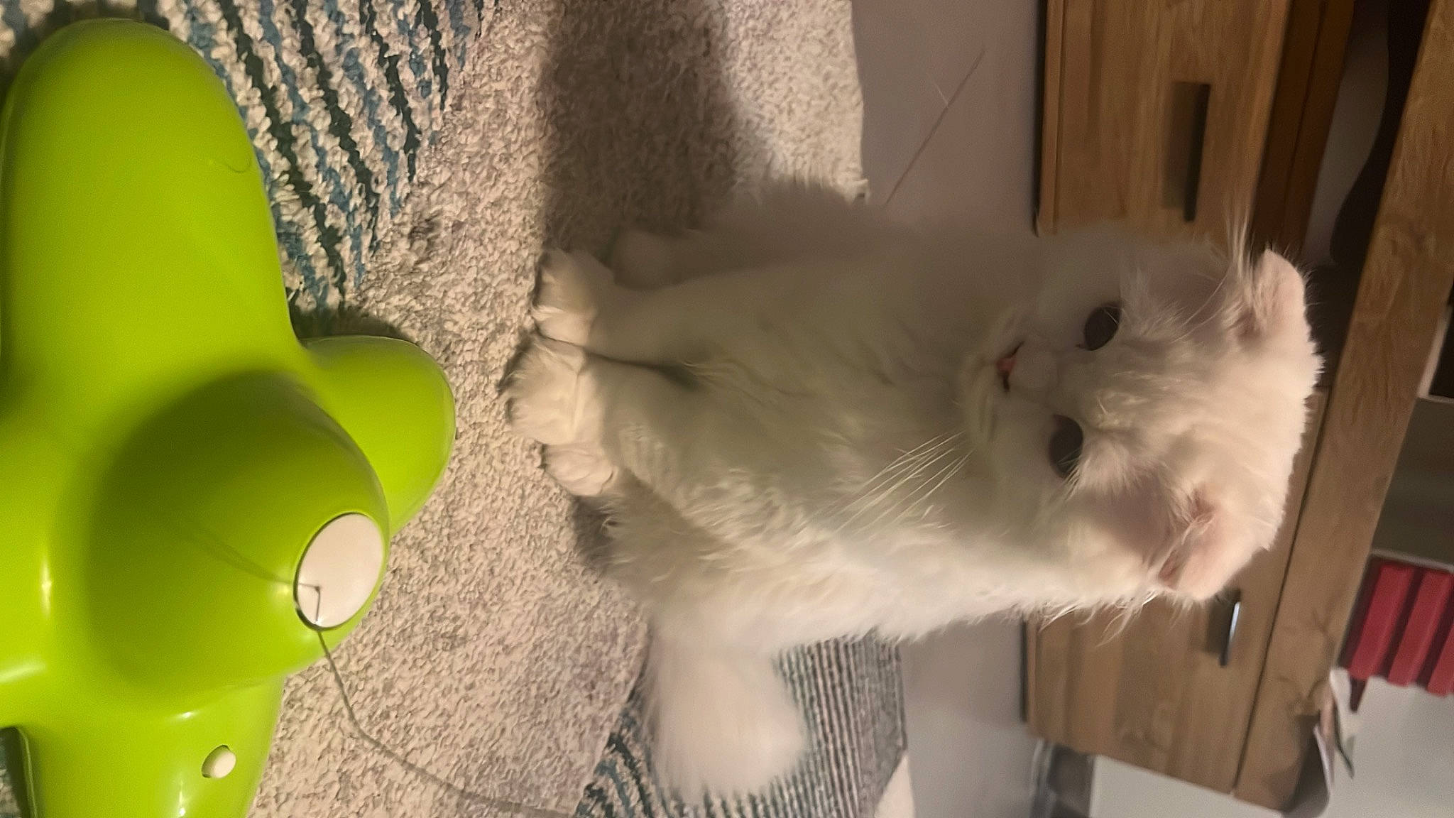 Le Grinch a rejoint le concours — aidez-le/la à gagner de superbes lots ! carnivore, cat, claw, domestic_short_haired_cat, fawn, felidae, fur, paw, petal, room, small_to_medium_sized_cats, snout, tail, terrestrial_plant, whiskers