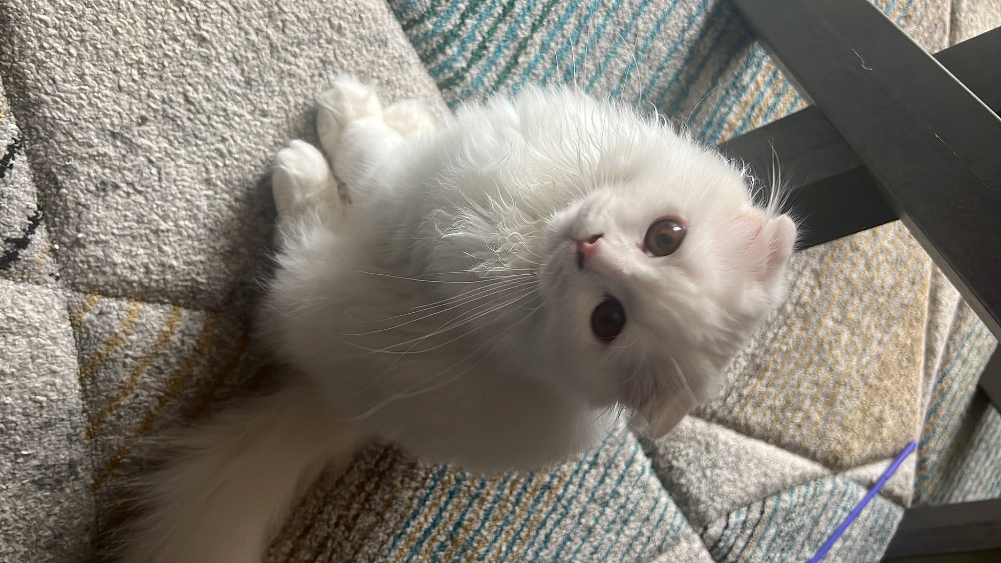 Le Grinch participe au concours pour gagner de l'argent avec cette photo : carnivore, cat, claw, domestic_short_haired_cat, felidae, fur, paw, small_to_medium_sized_cats, snout, tail, terrestrial_animal, whiskers