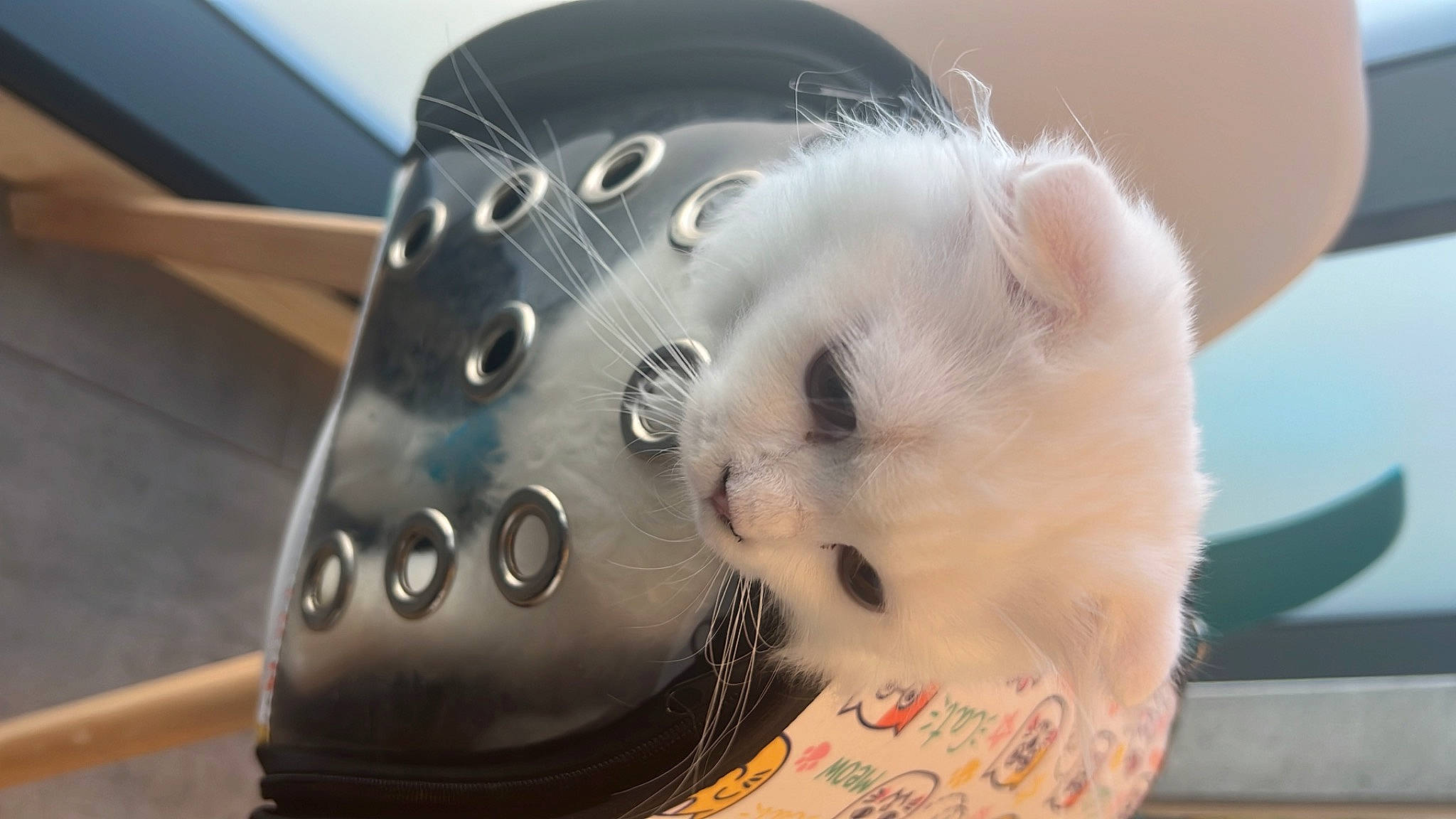 Le Grinch participe au concours pour gagner de l'argent avec cette photo : automotive_lighting, carnivore, claw, companion_dog, dog_breed, fawn, felidae, fur, hood, paw, rim, small_to_medium_sized_cats, snout, terrestrial_animal, whiskers