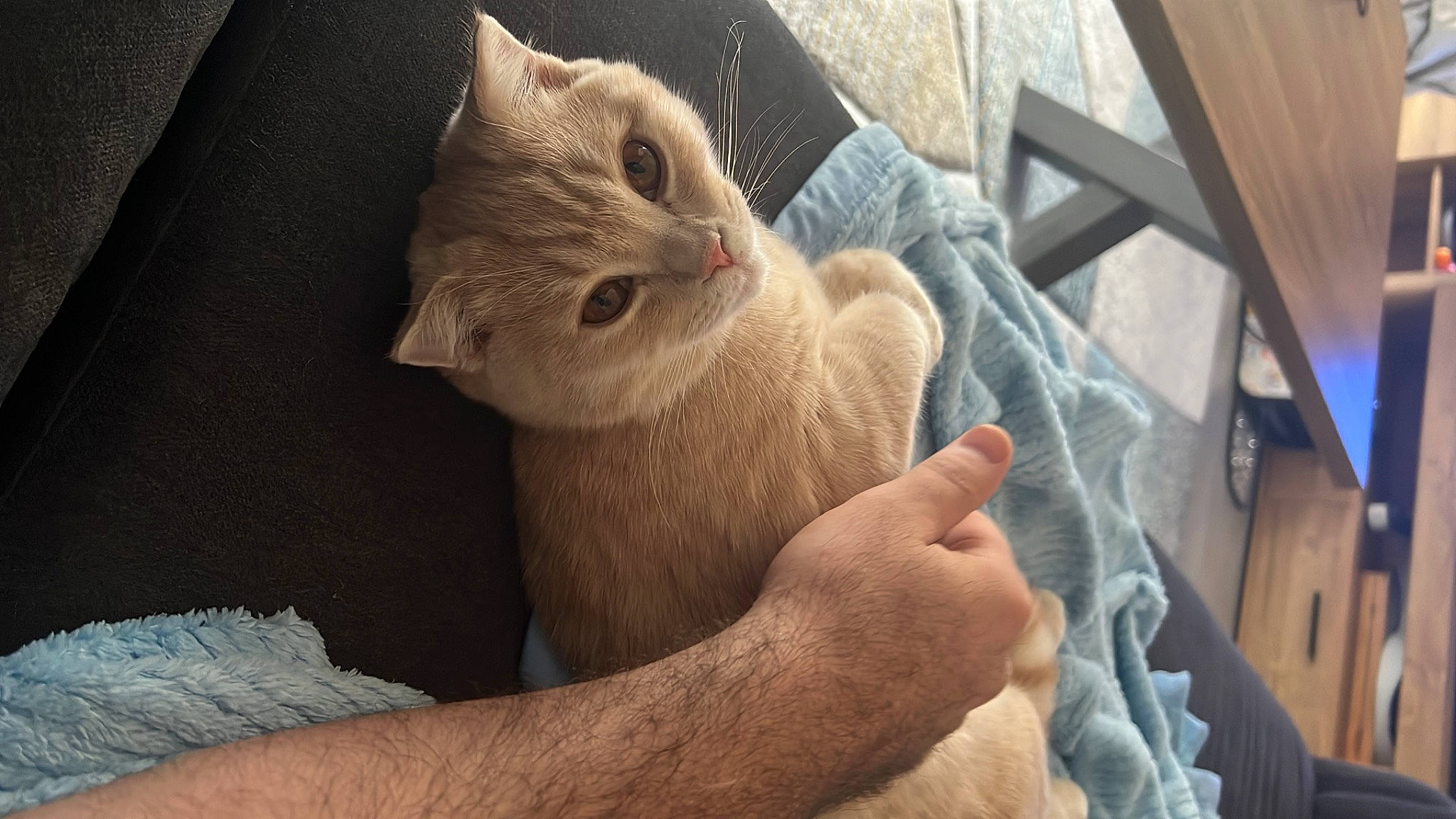 Potato a rejoint le concours — aidez-le/la à gagner de superbes lots ! carnivore, cat, claw, comfort, domestic_short_haired_cat, ear, fawn, felidae, finger, flooring, fur, gesture, hardwood, nail, paw, small_to_medium_sized_cats, snout, tail, whiskers, wood