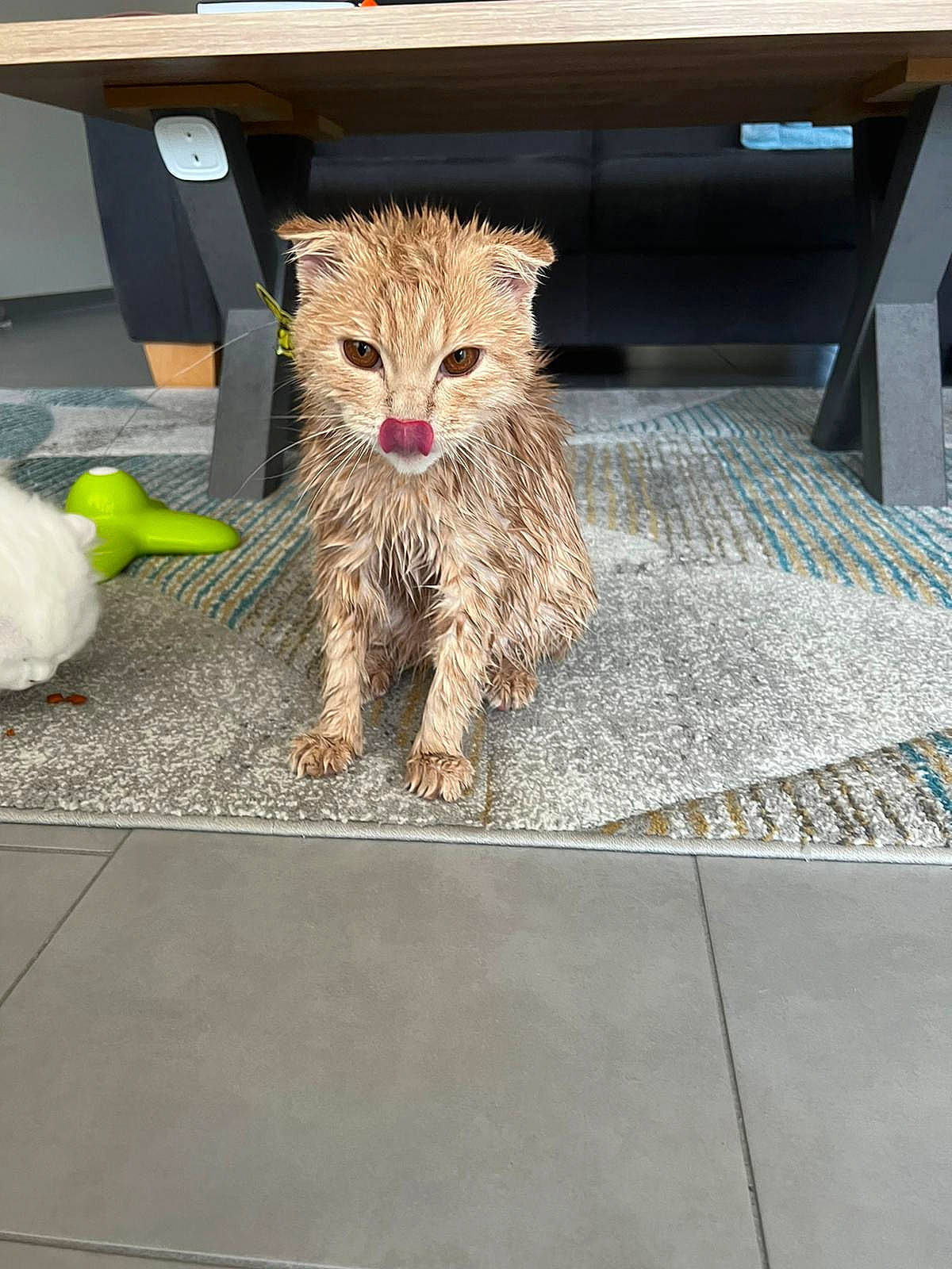 Potato participe au concours pour gagner de l'argent avec cette photo : asphalt, carnivore, cat, chair, claw, domestic_short_haired_cat, fawn, felidae, flooring, fur, road_surface, small_to_medium_sized_cats, snout, stuffed_toy, table, tail, terrestrial_animal, toy, whiskers, wood