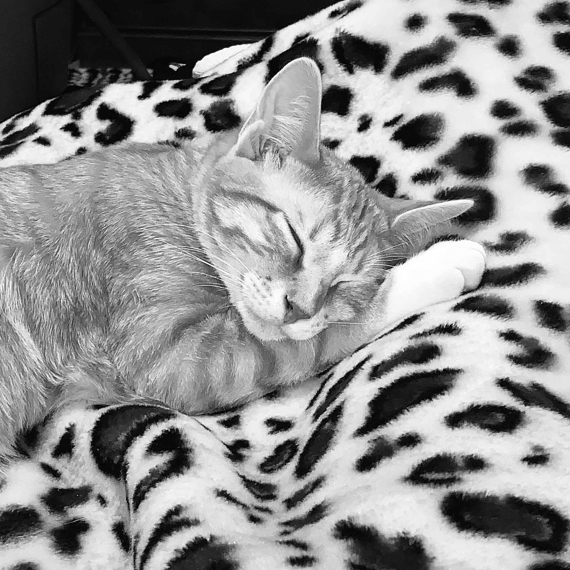 Pickles is registered to the contest to win money with this photo: american_shorthair, asian, black_and_white, carnivore, cat, dragon_li, egyptian_mau, european_shorthair, felidae, kitten, mammal, monochrome, monochrome_photography, ocicat, small_to_medium_sized_cats, snout, tabby_cat, vertebrate, whiskers, wildlife