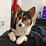 Remi And Oaklee is registered to the contest to win money with this photo: animal, bed, black, blanket, brown, closet, clothing, corgi, cozy, curious, cute, dog, furniture, home, indoor, pet, puppy, relaxing, television, white