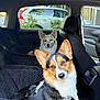 Remi And Oaklee joined the competition — help win amazing prizes! animal, backseat, black_seat, canine, car_door, car_interior, corgi, dog, ears, fur, headrest, leash, looking_at_camera, parked_car, pet, pet_in_car, quilted, seat_cover, white_dog, window