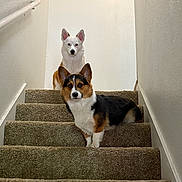 Remi And Oaklee joined the competition — help win amazing prizes! animal, canine, carpet, cute, dog, ears, expression, face, handrail, indoors, looking, pet, portrait, stairs, stairs_indoor, tricolor_dog, two_dogs, waiting, wall, white_dog