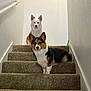 animal, canine, carpet, cute, dog, ears, expression, face, handrail, indoors, looking, pet, portrait, stairs, stairs_indoor, tricolor_dog, two_dogs, waiting, wall, white_dog