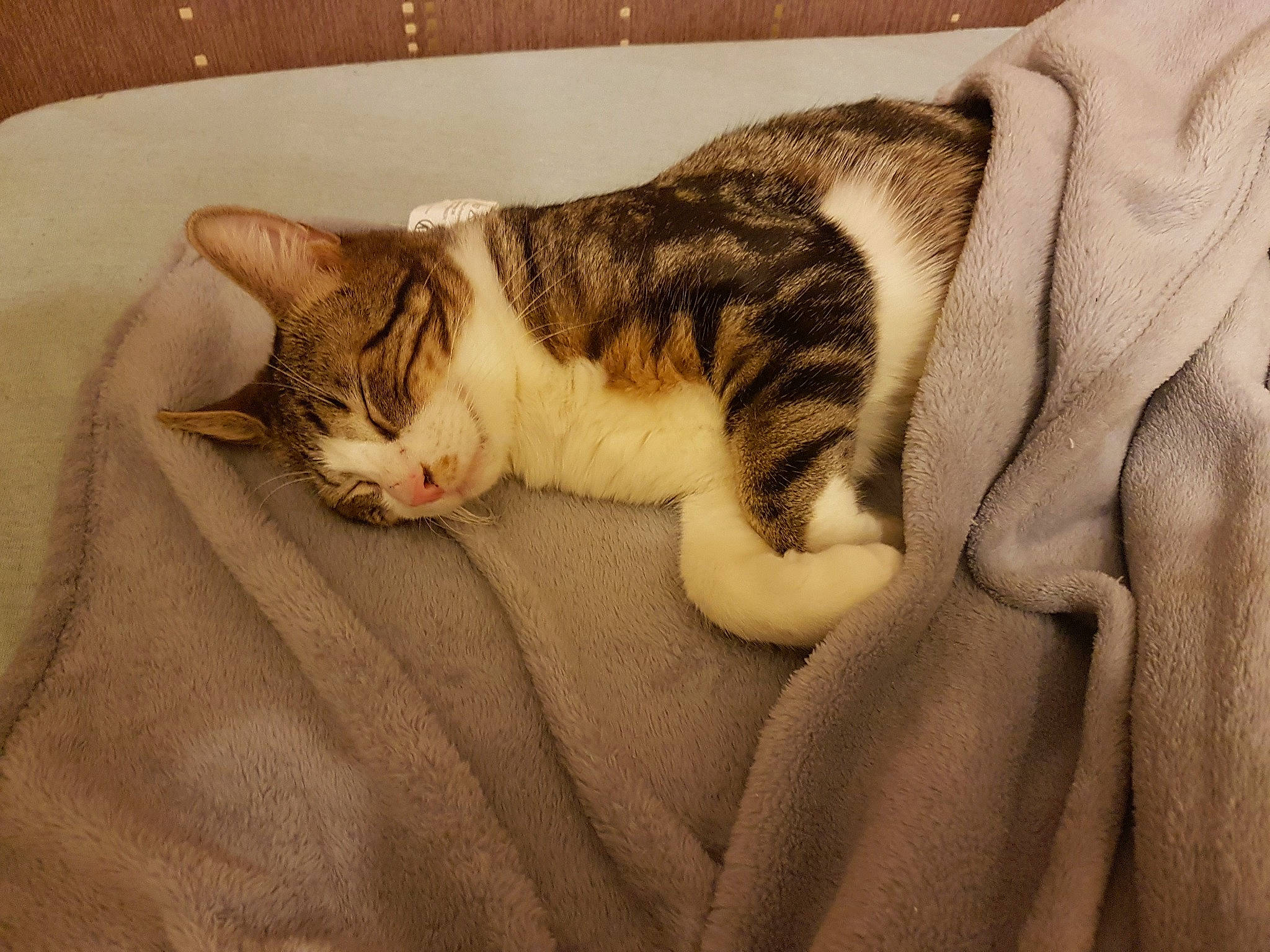 Natzou a rejoint le concours — aidez-le/la à gagner de superbes lots ! aegean_cat, american_shorthair, american_wirehair, asian, australian_mist, carnivore, cat, domestic_short_haired_cat, dragon_li, european_shorthair, fawn, felidae, fur, kitten, nap, paw, polydactyl_cat, small_to_medium_sized_cats, tabby_cat, whiskers