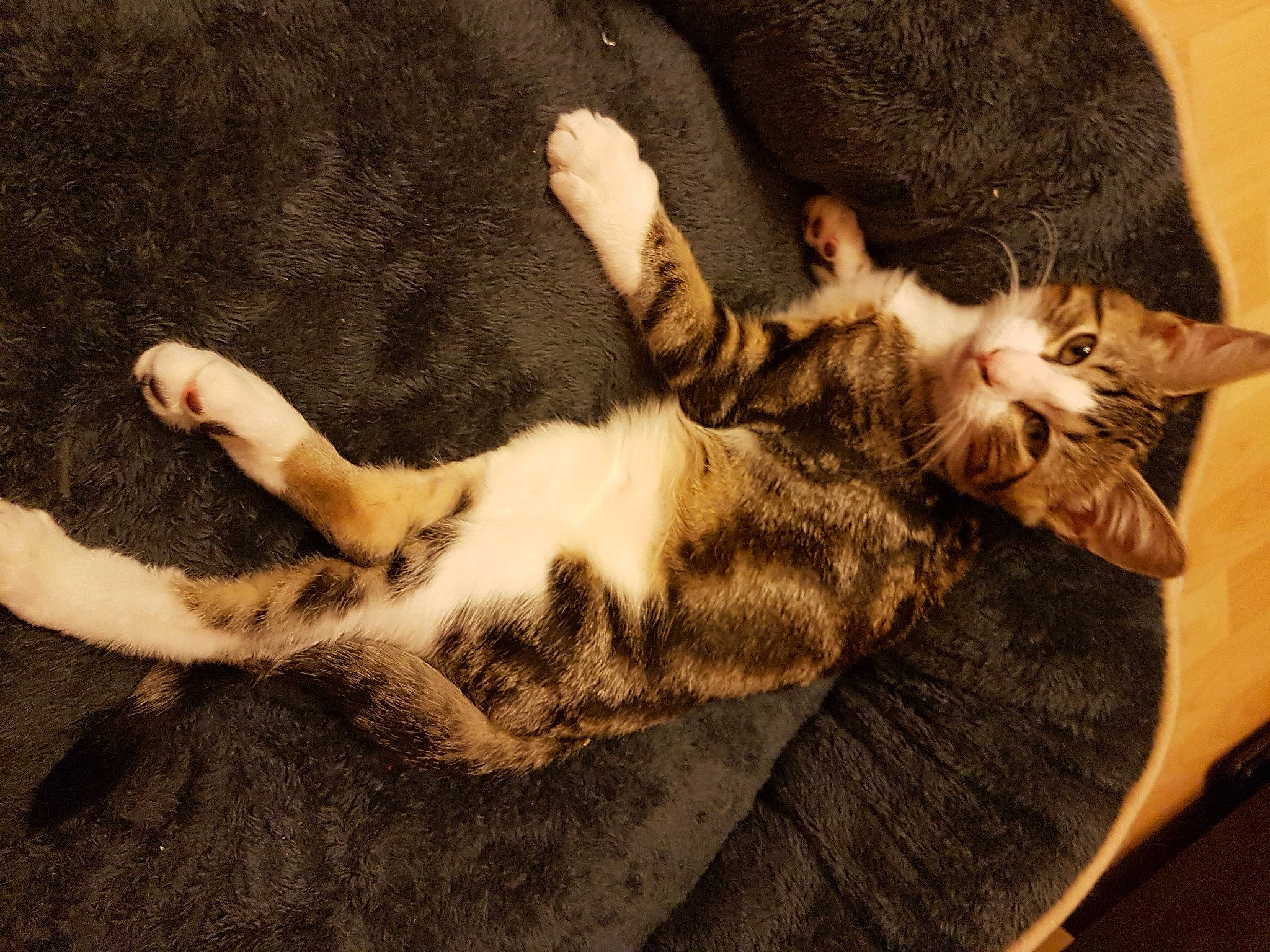 Natzou a rejoint le concours — aidez-le/la à gagner de superbes lots ! aegean_cat, asian, carnivore, cat, claw, domestic_short_haired_cat, dragon_li, european_shorthair, felidae, fur, kitten, mammal, nap, paw, sleep, small_to_medium_sized_cats, sokoke, tabby_cat, tail, whiskers