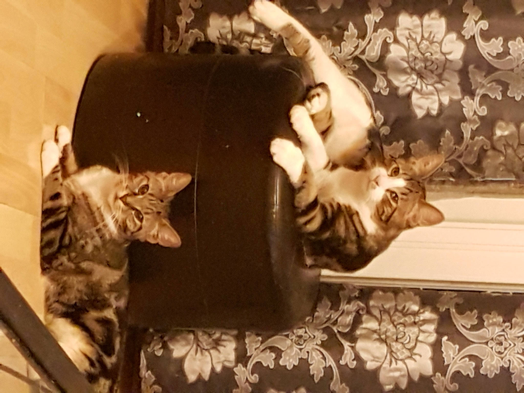 Natzou participe au concours pour gagner de l'argent avec cette photo : asian, carnivore, cat, couch, domestic_short_haired_cat, european_shorthair, felidae, fur, kitten, small_to_medium_sized_cats, tail, whiskers