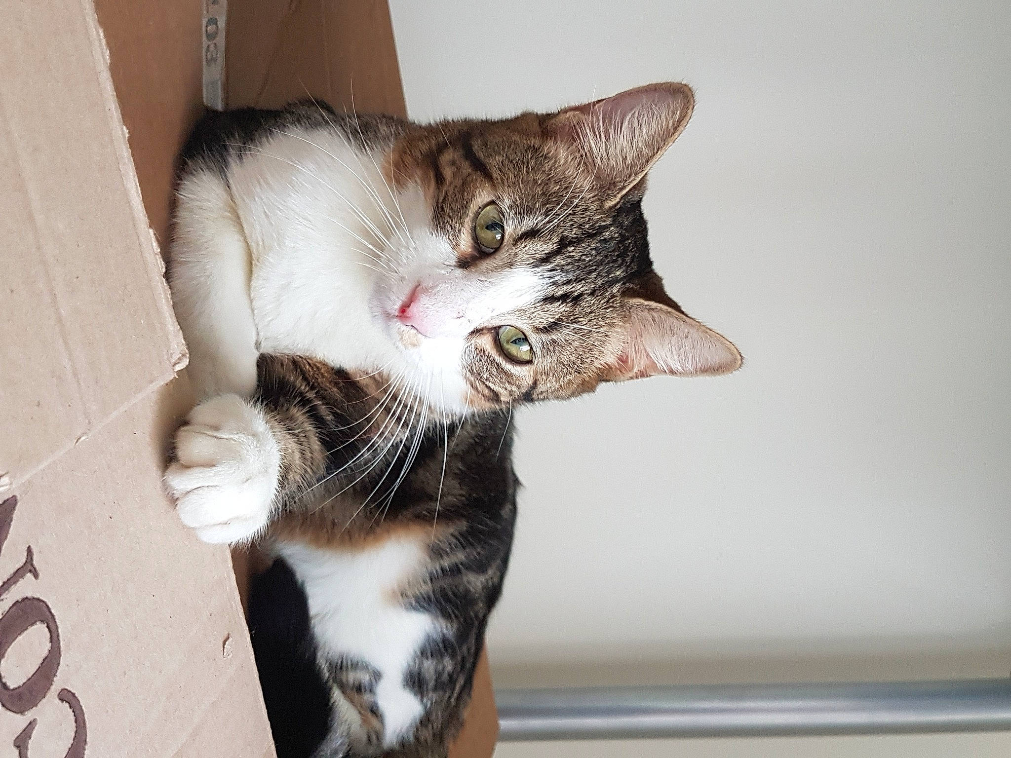 Natzou participe au concours pour gagner de l'argent avec cette photo : aegean_cat, american_shorthair, american_wirehair, asian, carnivore, cat, domestic_short_haired_cat, dragon_li, european_shorthair, eye, felidae, fur, kitten, leg, polydactyl_cat, skin, small_to_medium_sized_cats, snout, tabby_cat, whiskers