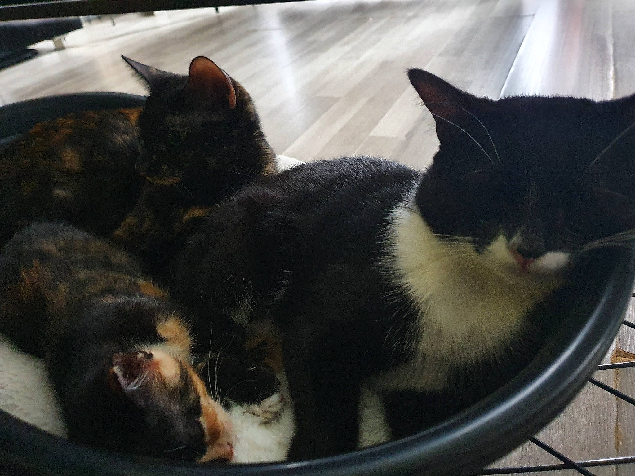 Poupy a rejoint le concours — aidez-le/la à gagner de superbes lots ! asian, carnivore, cat, domestic_short_haired_cat, european_shorthair, felidae, fur, kitten, polydactyl_cat, sky, small_to_medium_sized_cats, snout, tail, tree, whiskers