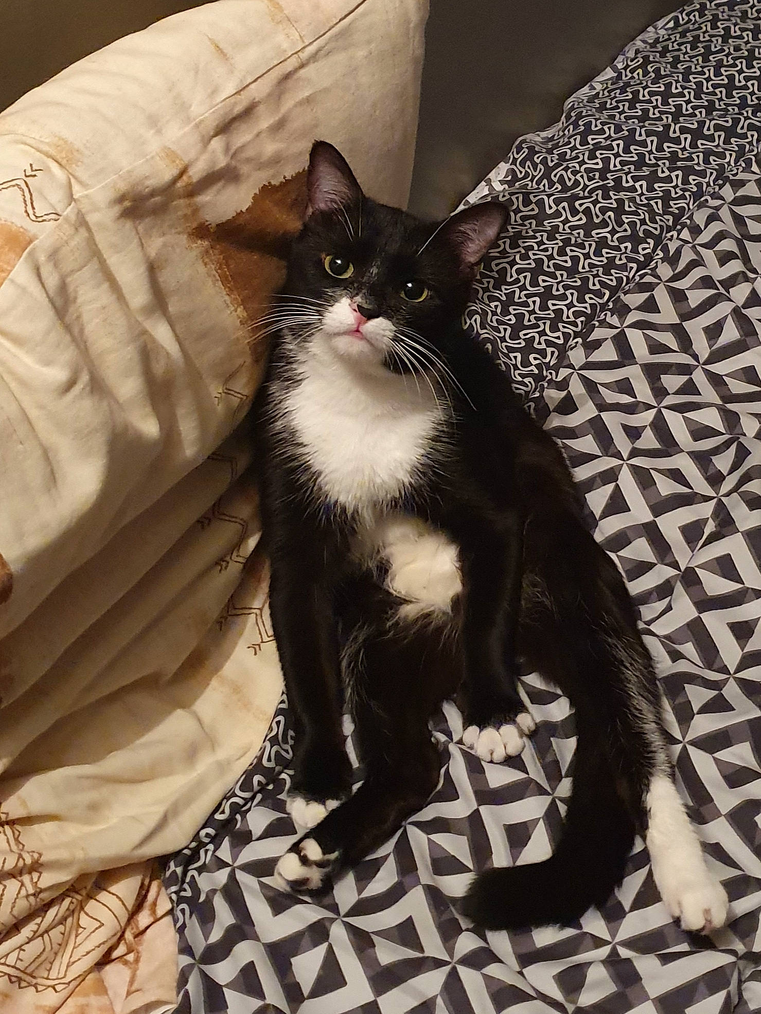 Poupy participe au concours pour gagner de l'argent avec cette photo : black_and_white, black_cat, carnivore, cat, claw, domestic_short_haired_cat, ear, european_shorthair, felidae, formal_wear, fur, kitten, small_to_medium_sized_cats, tail, whiskers