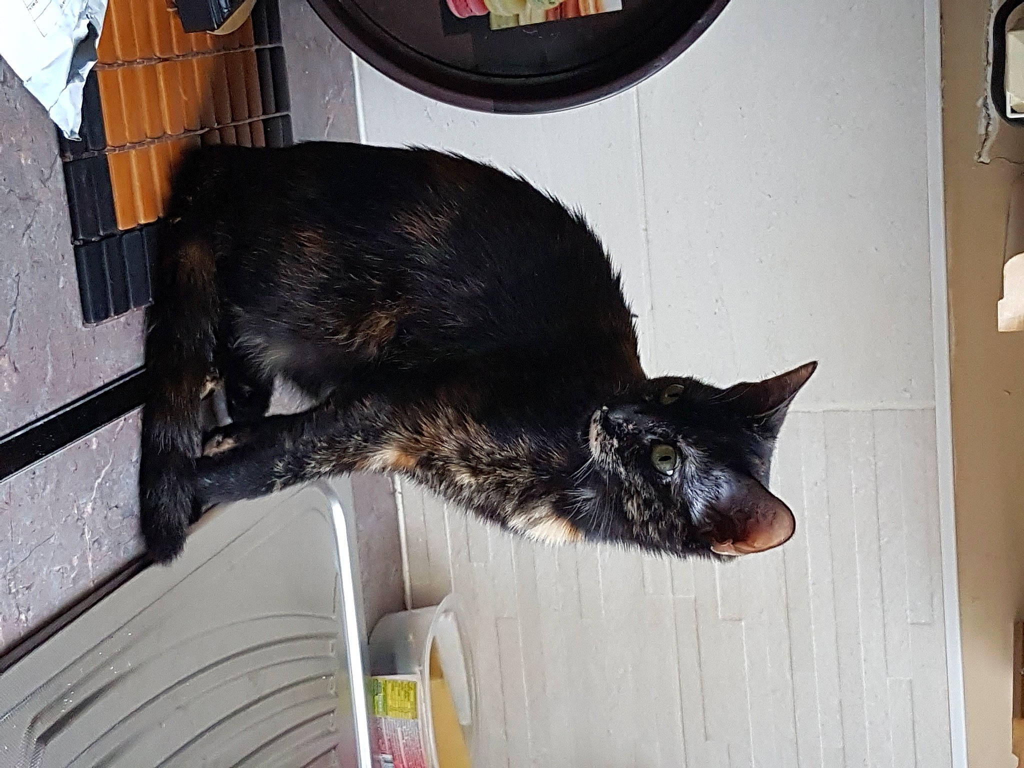 Kira a rejoint le concours — aidez-le/la à gagner de superbes lots ! asian, black_cat, bombay, carnivore, cat, domestic_short_haired_cat, european_shorthair, felidae, fur, small_to_medium_sized_cats, tail, whiskers