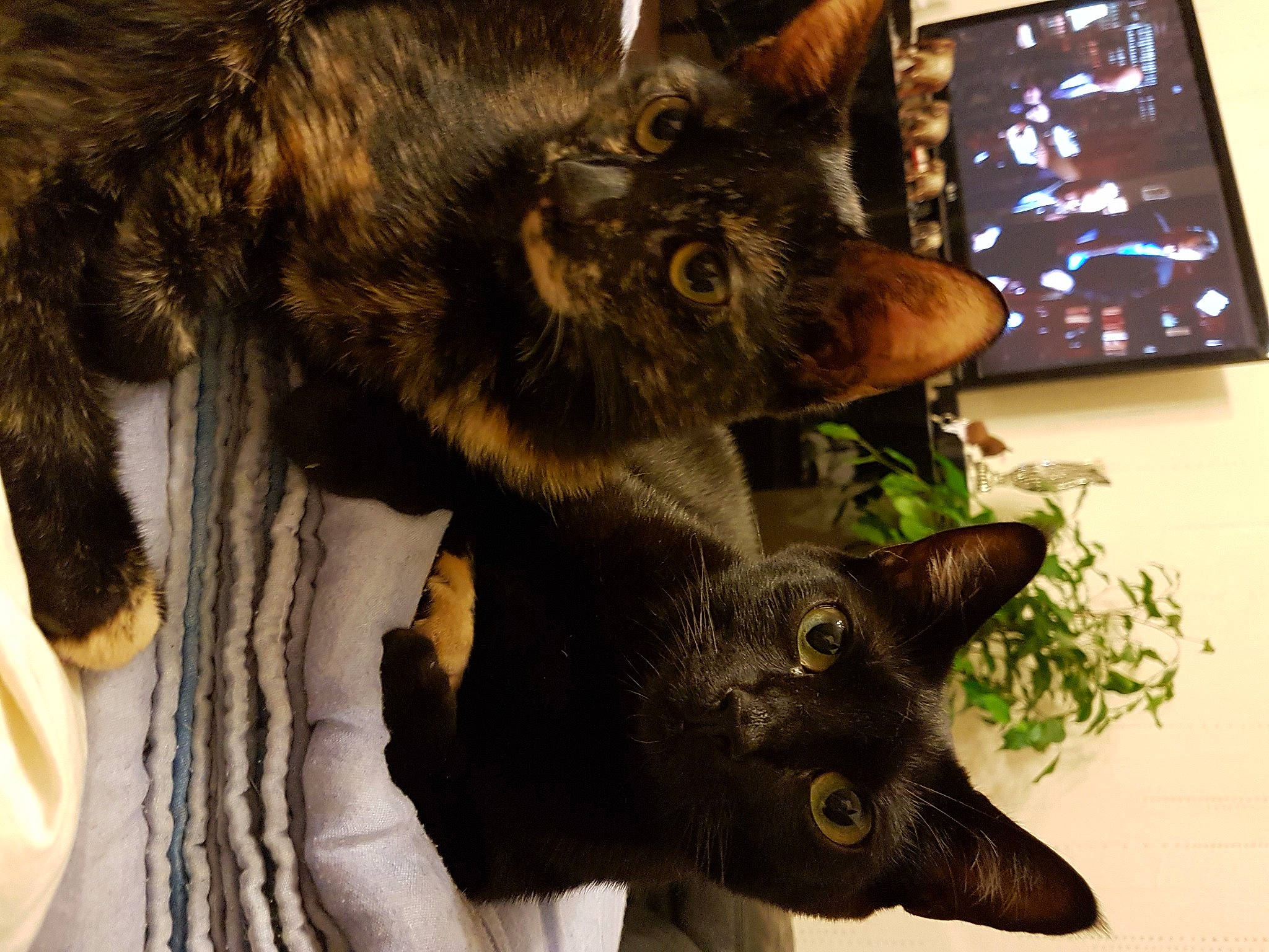 Kira a rejoint le concours — aidez-le/la à gagner de superbes lots ! canidae, carnivore, fur, snout, whiskers