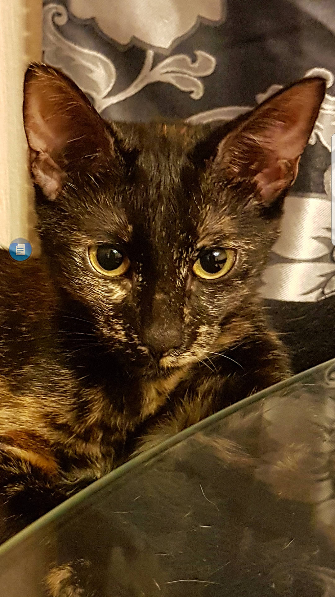 Kira participe au concours pour gagner de l'argent avec cette photo : asian, black_cat, carnivore, cat, devon_rex, domestic_short_haired_cat, european_shorthair, felidae, german_rex, havana_brown, kitten, mammal, oriental_longhair, oriental_shorthair, rex_cat, small_to_medium_sized_cats, snout, vertebrate, whiskers