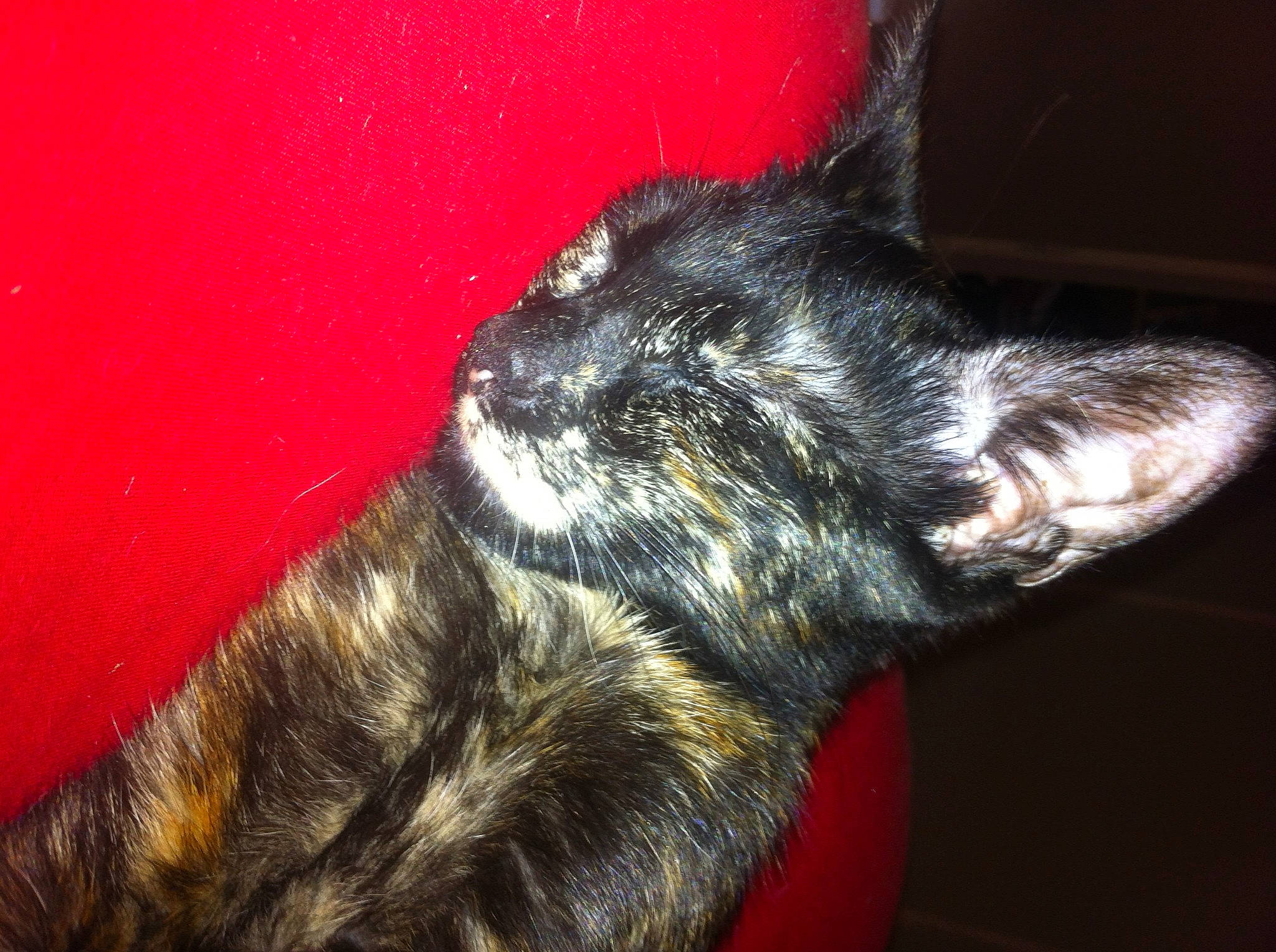 Kira participe au concours pour gagner de l'argent avec cette photo : canidae, carnivore, dog, dog_breed, ear, fur, snout, standard_schnauzer, tail