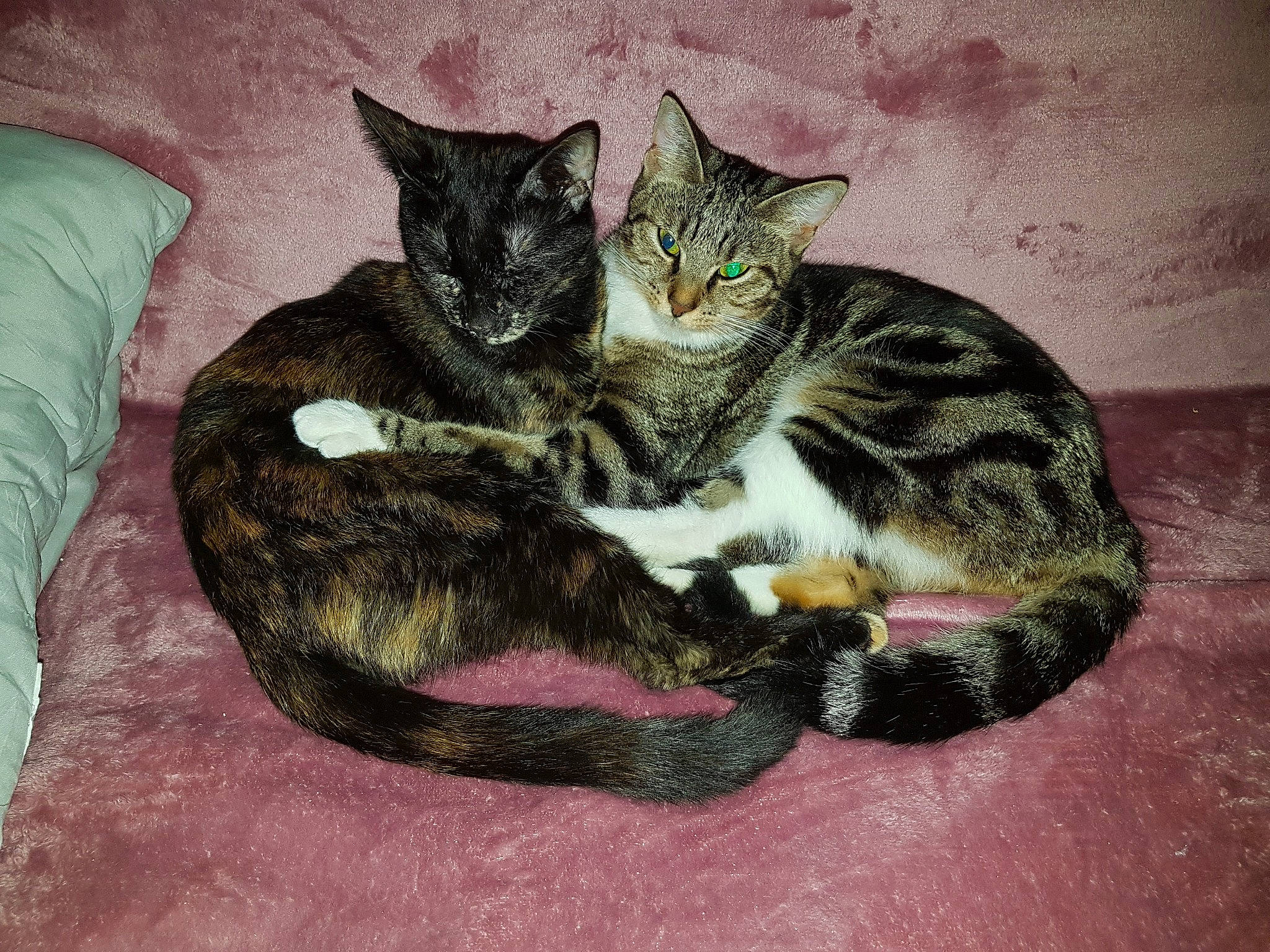 Erza participe au concours pour gagner de l'argent avec cette photo : american_shorthair, american_wirehair, asian, california_spangled, carnivore, cat, domestic_short_haired_cat, dragon_li, european_shorthair, felidae, fur, german_rex, kitten, mammal, polydactyl_cat, small_to_medium_sized_cats, tabby_cat, tail, whiskers, wild_cat