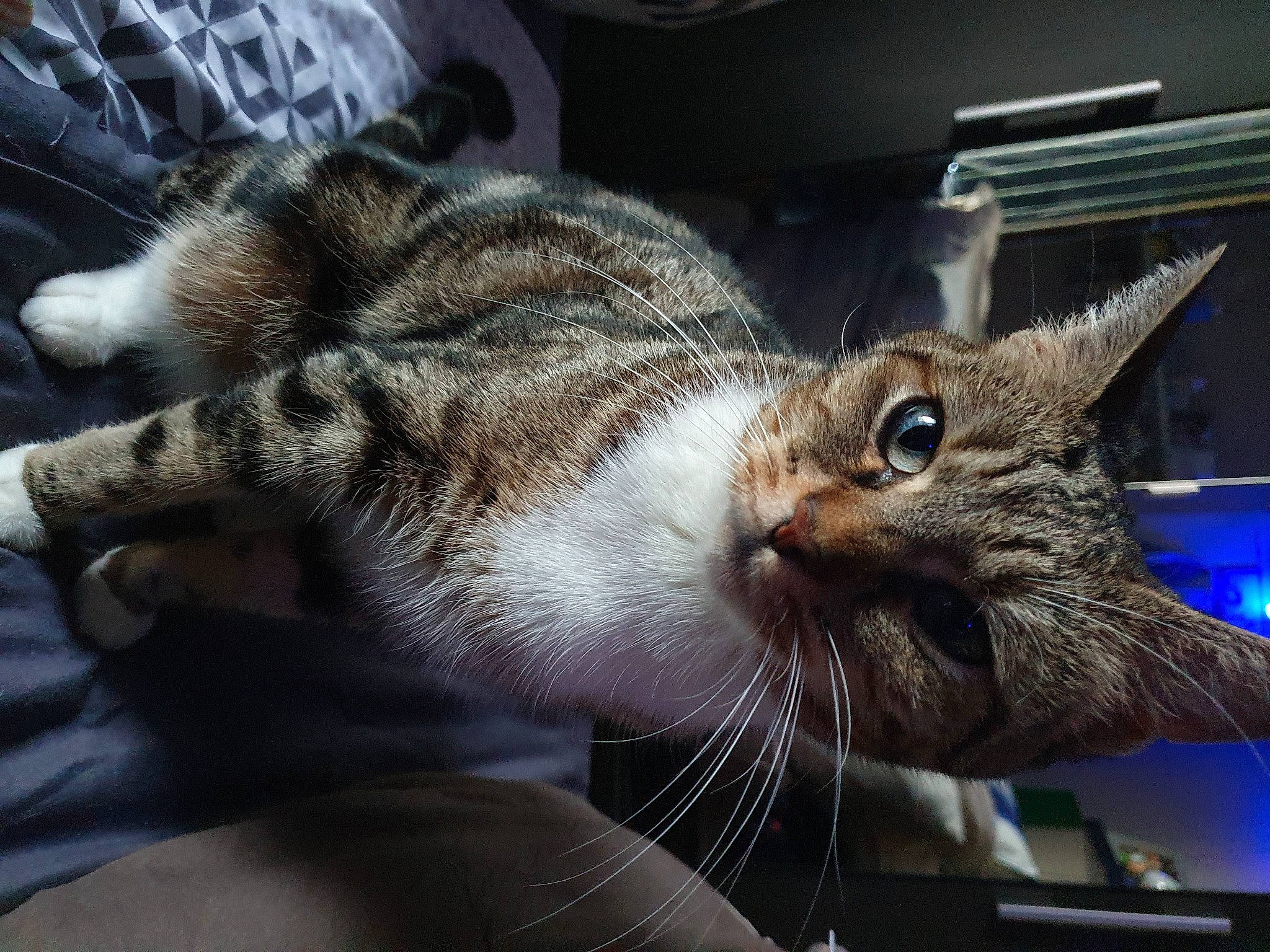 Erza participe au concours pour gagner de l'argent avec cette photo : aegean_cat, american_shorthair, american_wirehair, asian, california_spangled, carnivore, cat, claw, domestic_short_haired_cat, dragon_li, european_shorthair, felidae, fur, kitten, mammal, pixie_bob, small_to_medium_sized_cats, snout, tabby_cat, whiskers