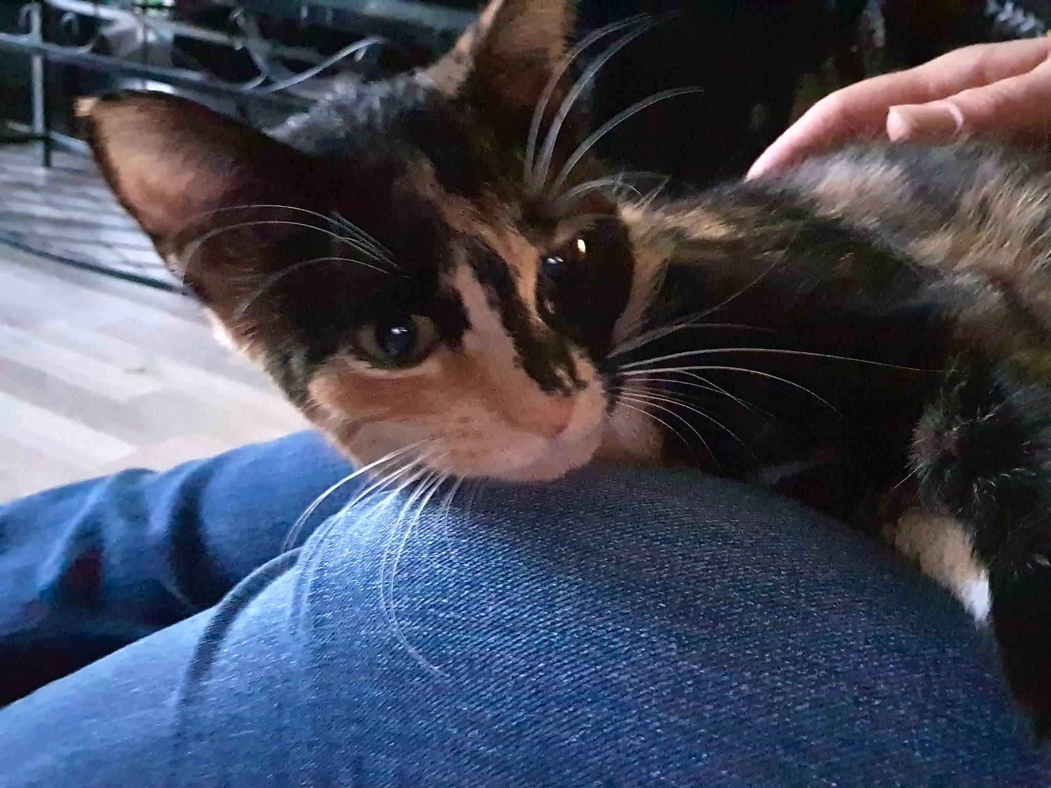 Fina a rejoint le concours — aidez-le/la à gagner de superbes lots ! aegean_cat, asian, carnivore, cat, domestic_short_haired_cat, ear, european_shorthair, felidae, kitten, oriental_longhair, photography, sky, small_to_medium_sized_cats, whiskers