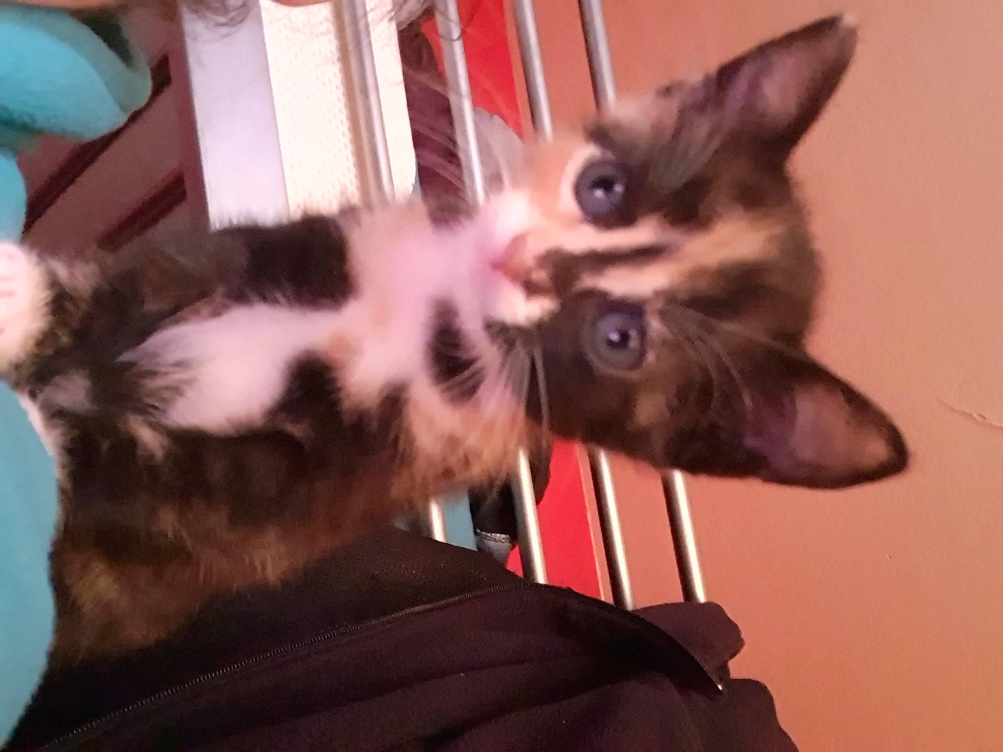 Fina a rejoint le concours — aidez-le/la à gagner de superbes lots ! asian, carnivore, cat, ear, felidae, fur, kitten, small_to_medium_sized_cats, whiskers