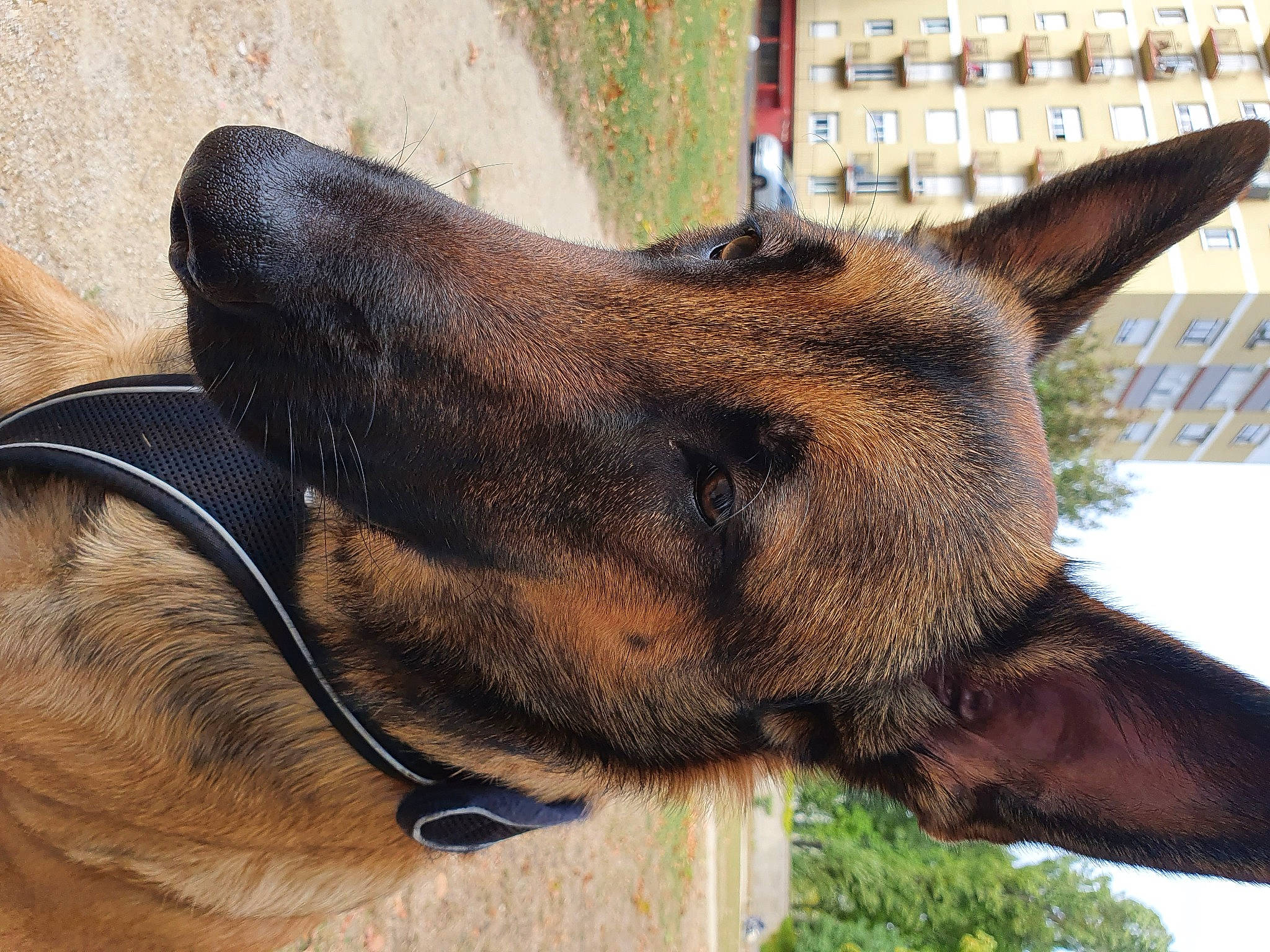 Rafale participe au concours pour gagner de l'argent avec cette photo : belgian_shepherd, belgian_shepherd_malinois, canidae, carnivore, collar, dog, dog_breed, ear, fawn, german_shepherd_dog, mammal, snout, vertebrate