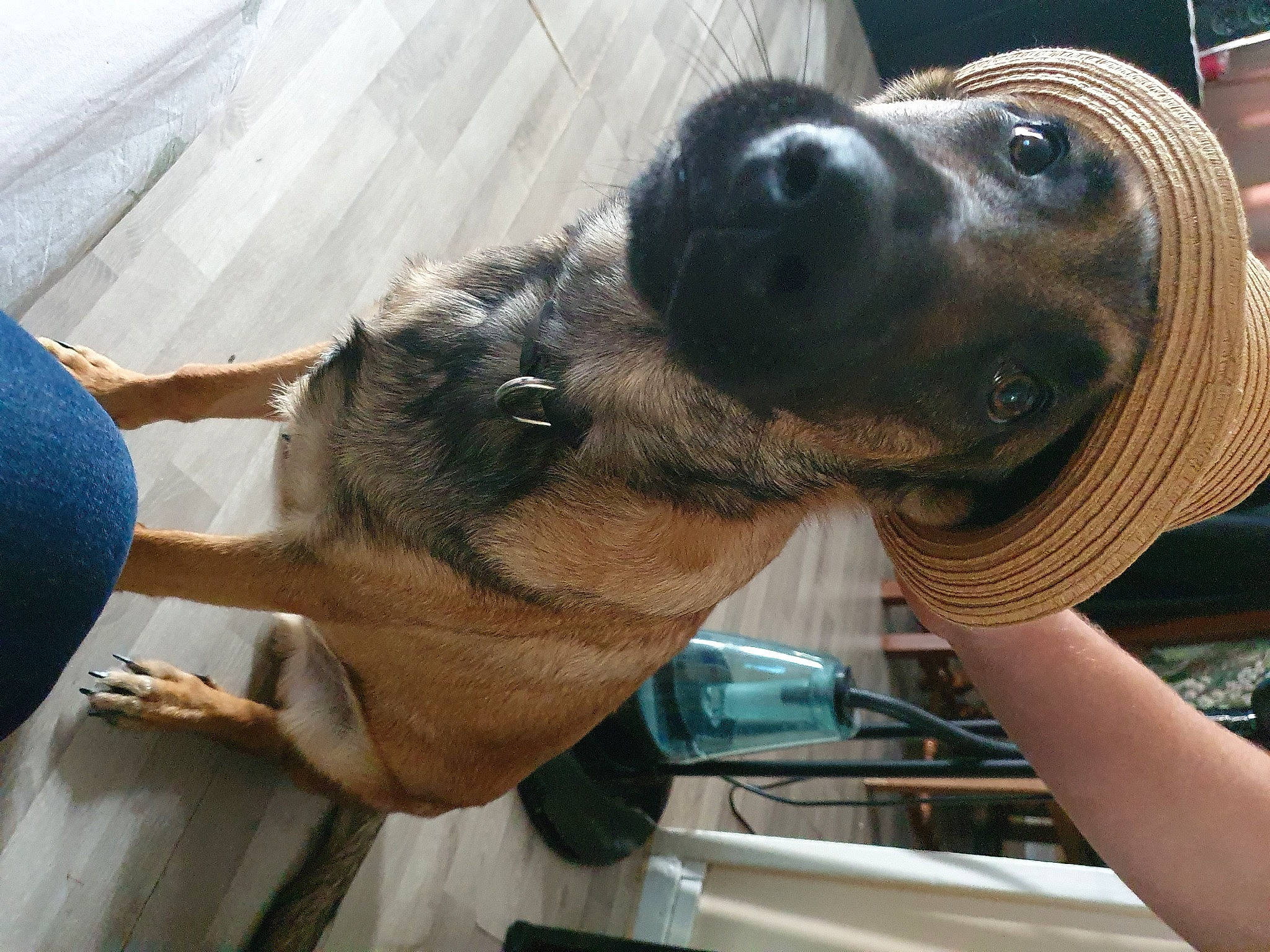 Rafale a rejoint le concours — aidez-le/la à gagner de superbes lots ! canidae, carnivore, companion_dog, dog, dog_breed, fawn, mammal, snout, sporting_group, vertebrate