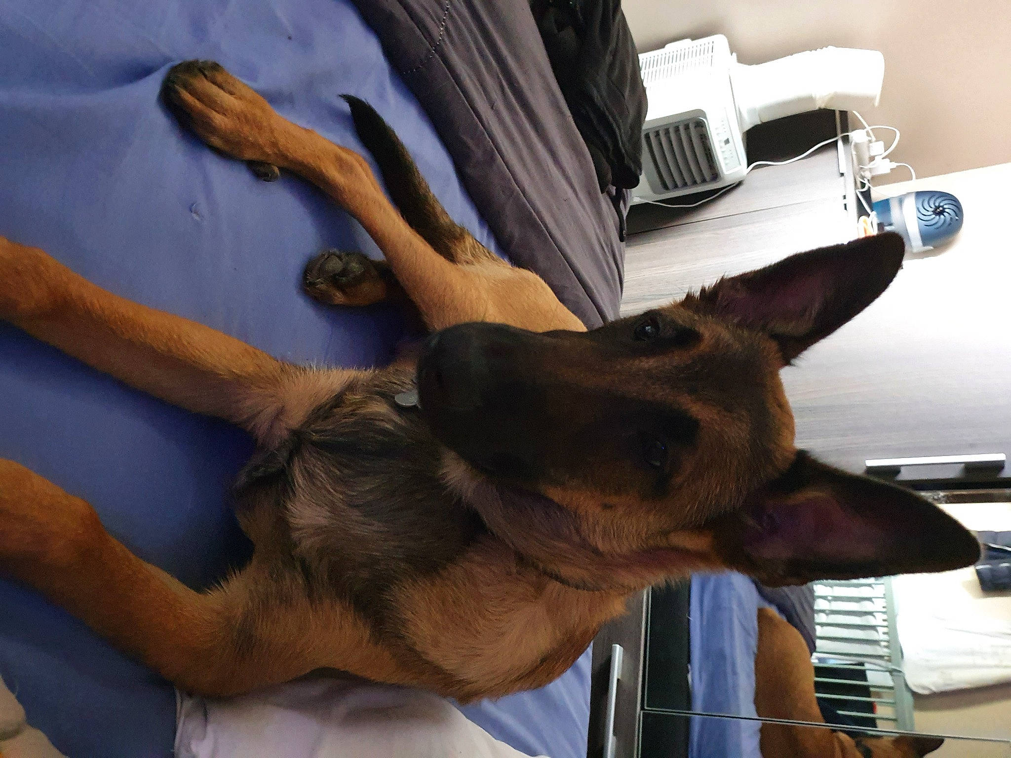 Rafale a rejoint le concours — aidez-le/la à gagner de superbes lots ! belgian_shepherd_malinois, canidae, carnivore, dog, dog_breed, fawn, snout