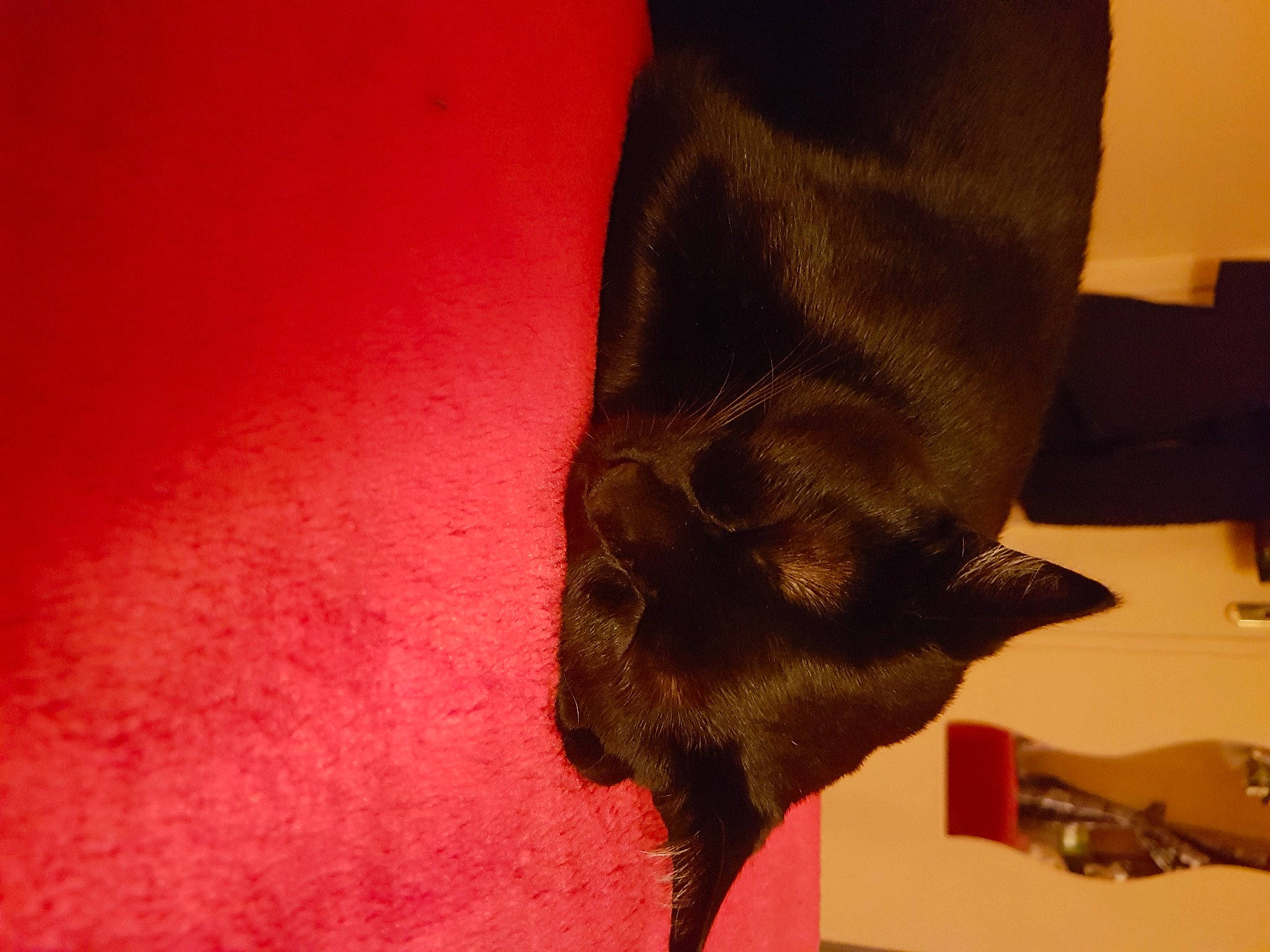 Lina participe au concours pour gagner de l'argent avec cette photo : black_cat, burmese, carnivore, cat, claw, felidae, fur, havana_brown, human_leg, leg, small_to_medium_sized_cats, snout, tail, whiskers