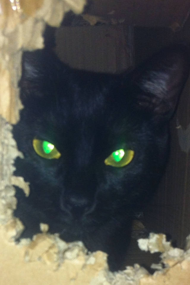 Lina a rejoint le concours — aidez-le/la à gagner de superbes lots ! black, black_cat, bombay, carnivore, cat, domestic_short_haired_cat, ear, eye, felidae, fur, iris, kitten, nose, organ, organism, small_to_medium_sized_cats, snout, whiskers