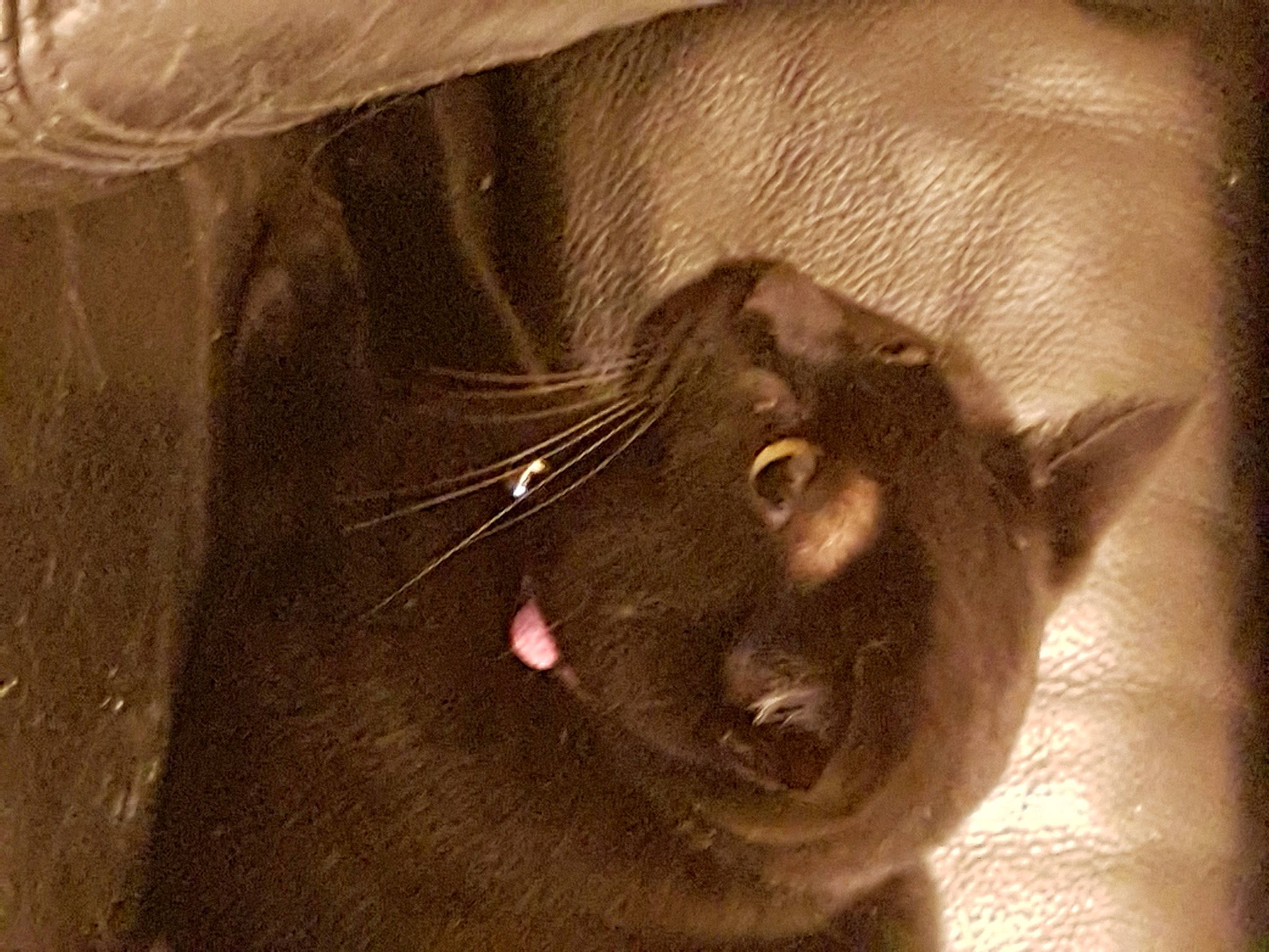 Lina a rejoint le concours — aidez-le/la à gagner de superbes lots ! black_cat, burmese, carnivore, cat, close_up, ear, eye, felidae, fur, havana_brown, nose, small_to_medium_sized_cats, snout, whiskers