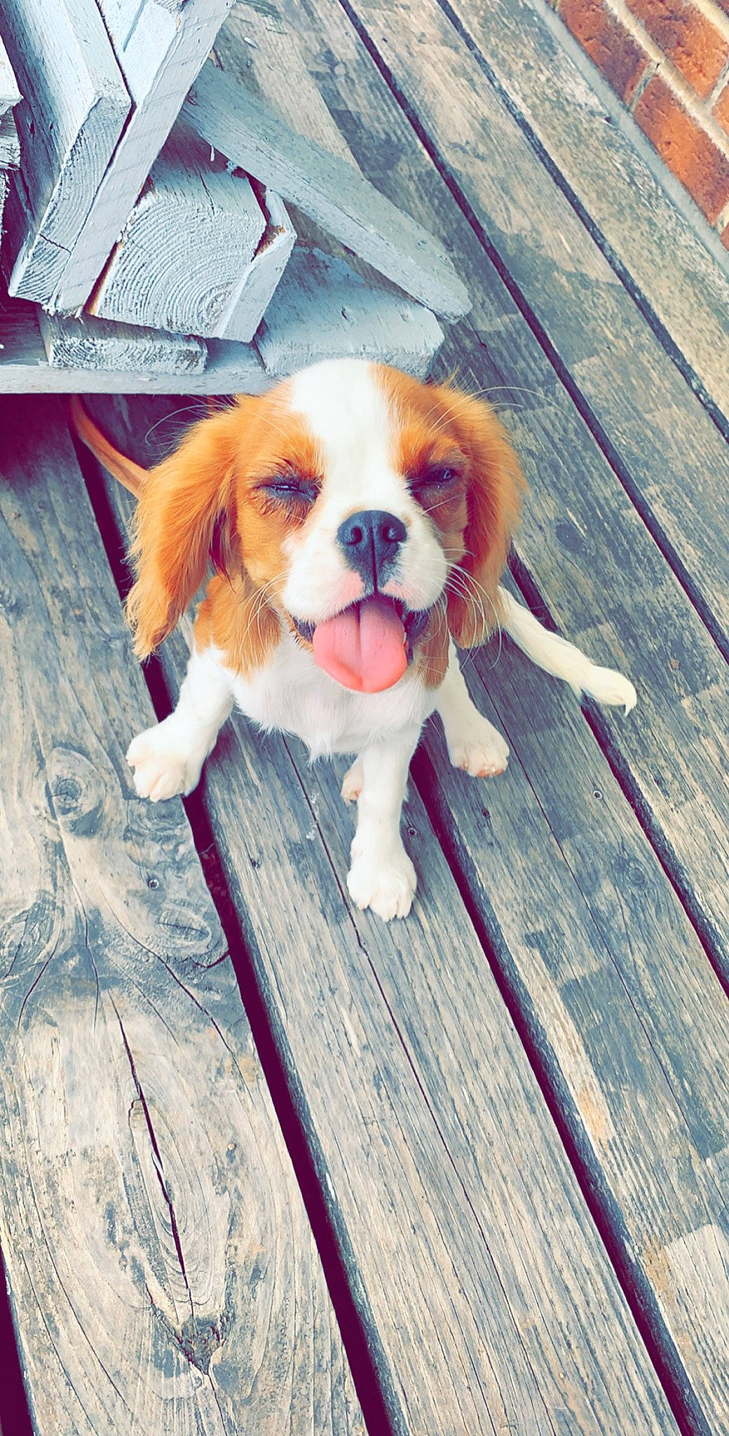 Roxanne participe au concours pour gagner de l'argent avec cette photo : canidae, carnivore, cavalier_king_charles_spaniel, companion_dog, dog, dog_breed, dog_supply, fawn, fur, hardwood, hound, king_charles_spaniel, liver, pet_supply, plank, snout, spaniel, sporting_group, toy_dog, wood