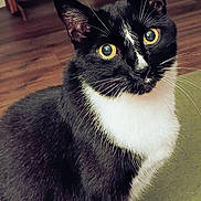 Lester joined the competition — help win amazing prizes! cat, tuxedo_cat, yellow_eyes, whiskers, black_and_white, pet, indoor, feline, curious, close_up, sitting, fur, animal, portrait, home, wooden_floor, furniture, face, ears
