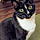 Lester